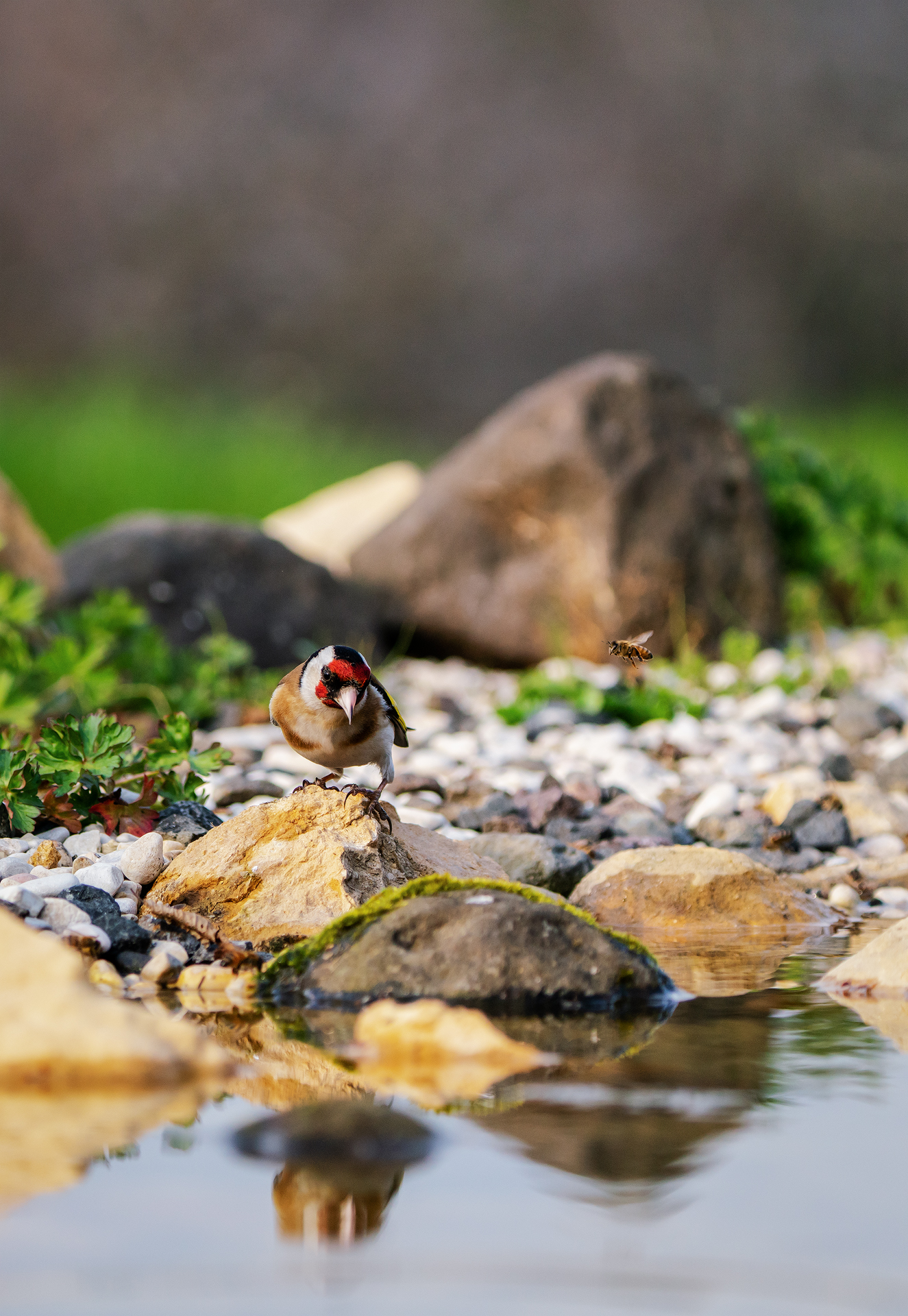 Goldfinch