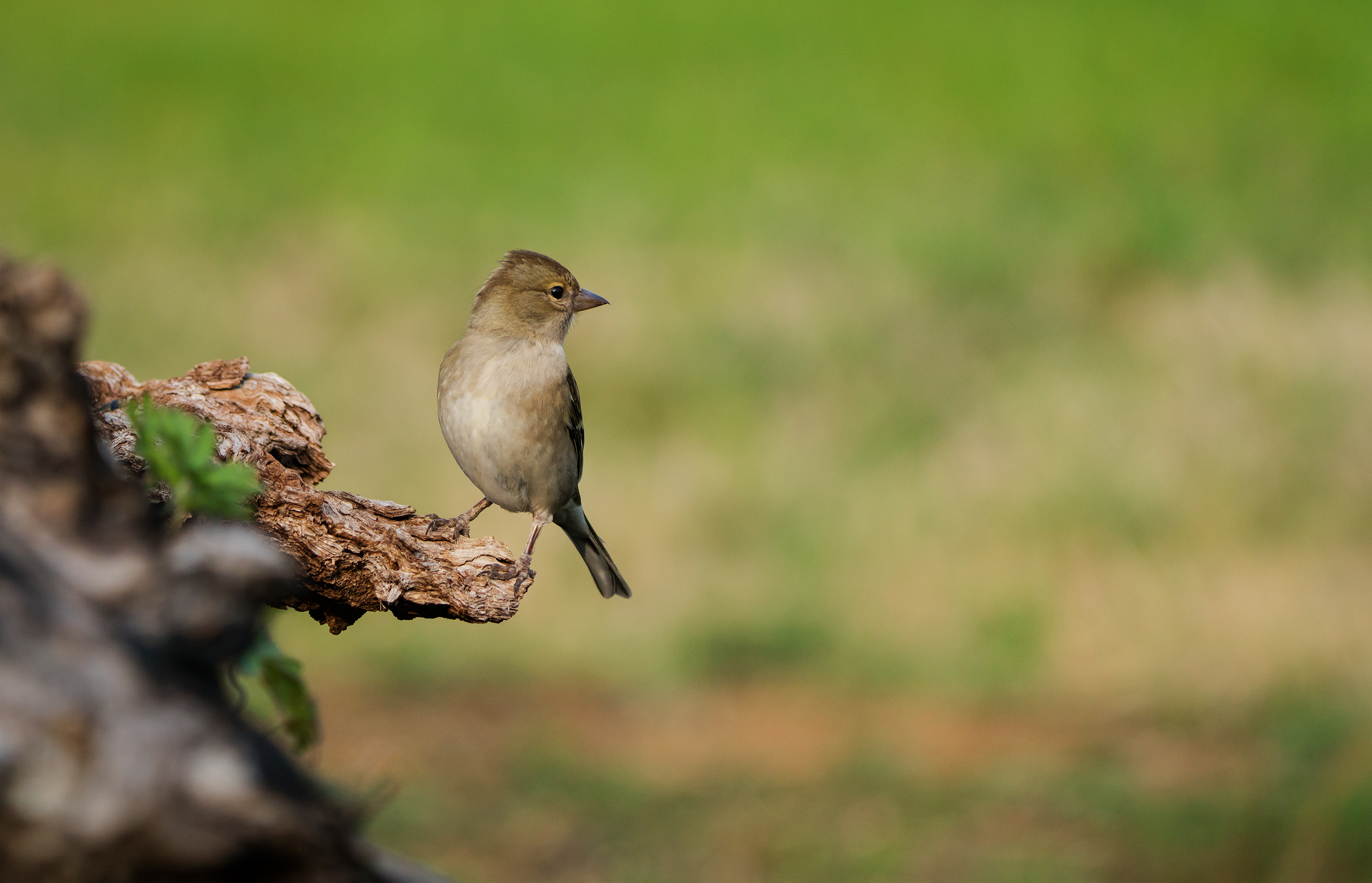 Chaffinch