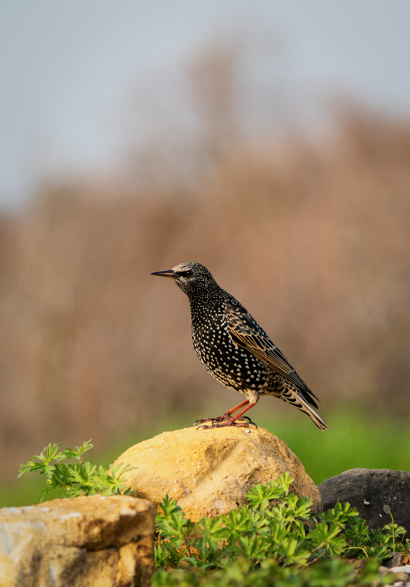 Starling