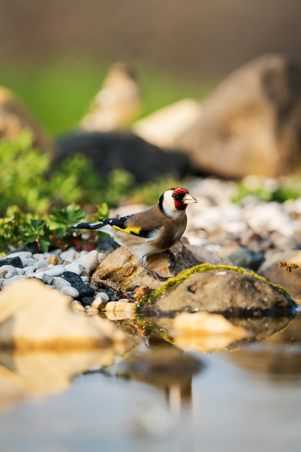 Goldfinch
