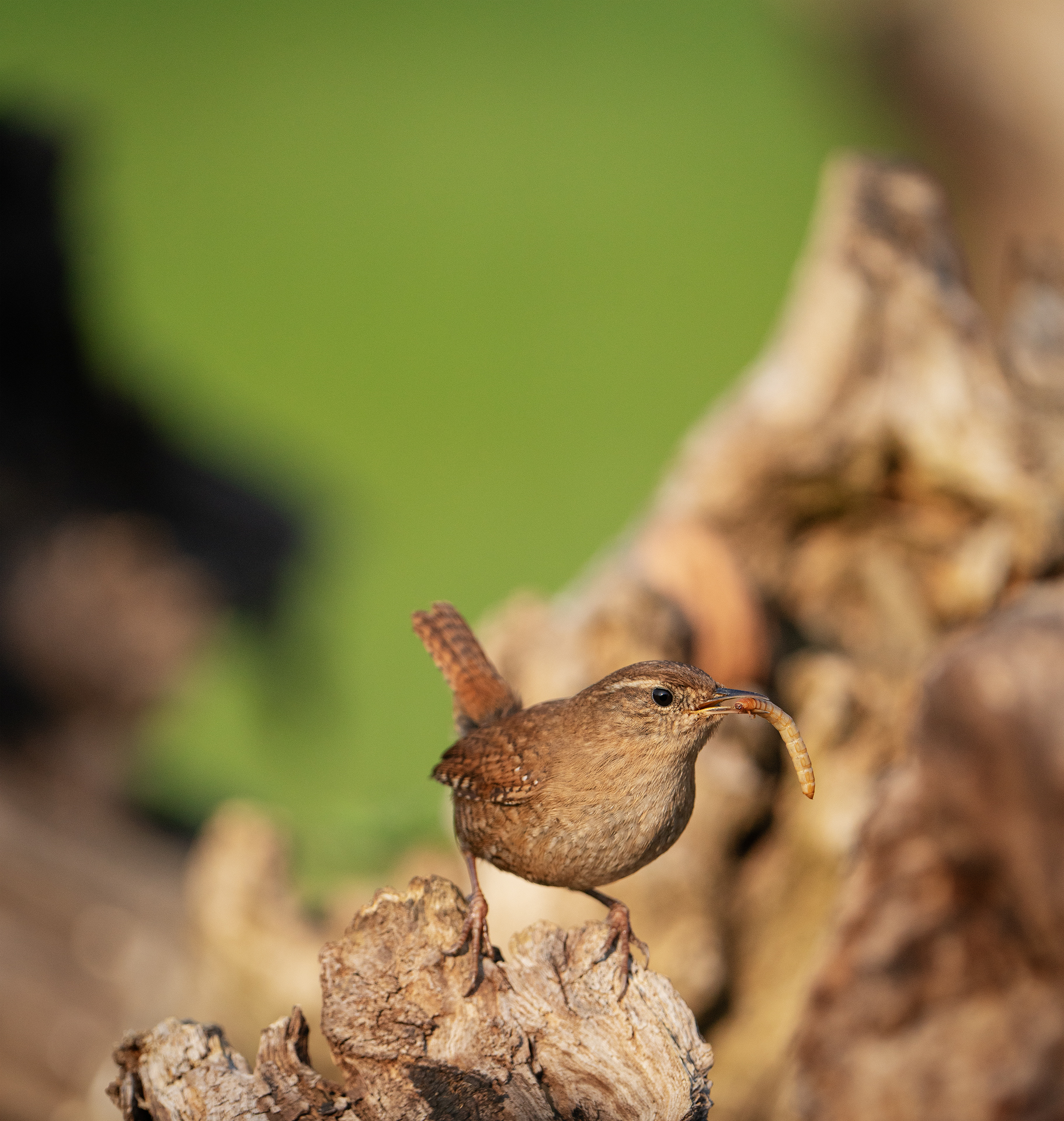 Wren