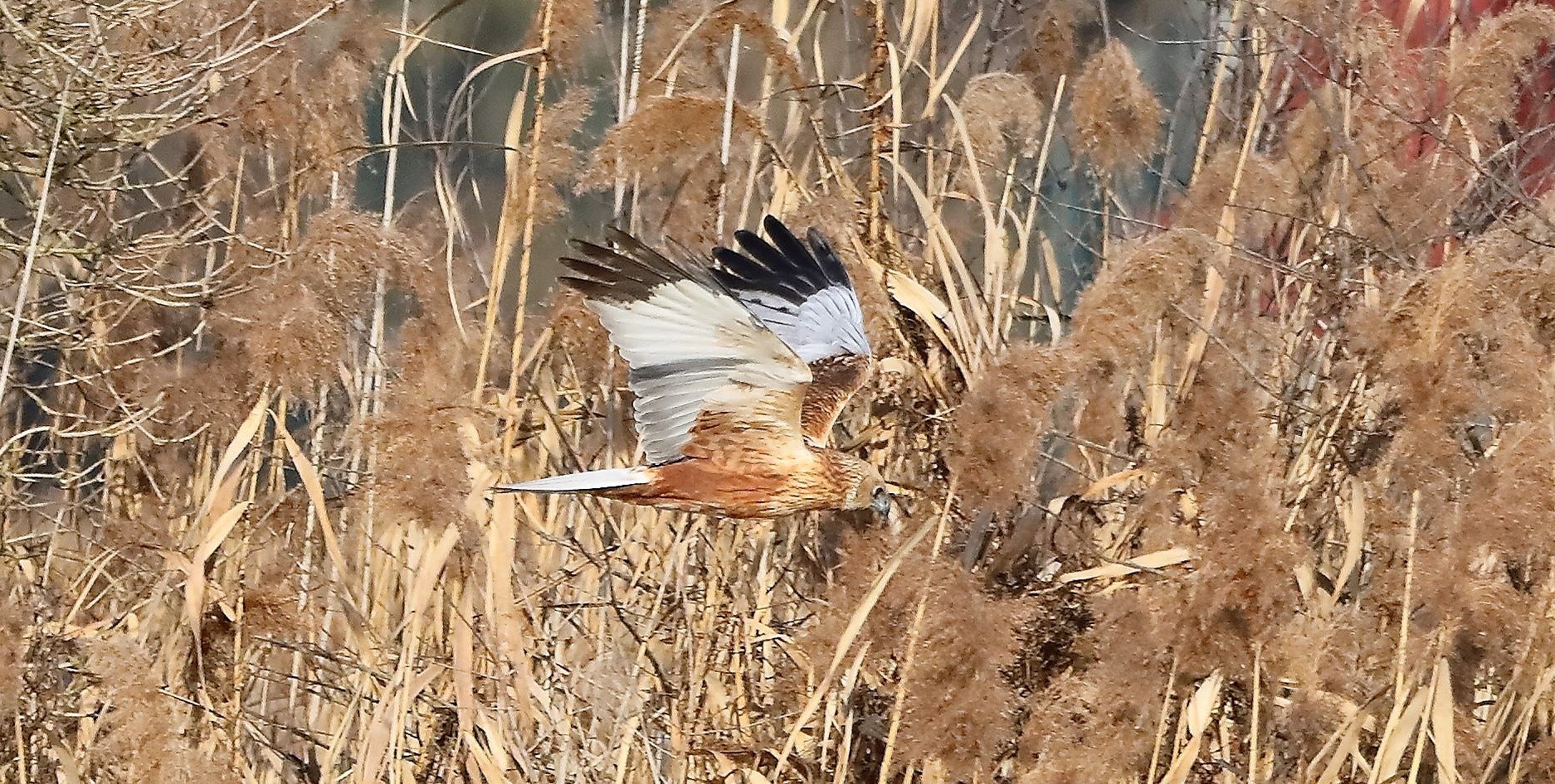 Falco di palude 03-02-2023