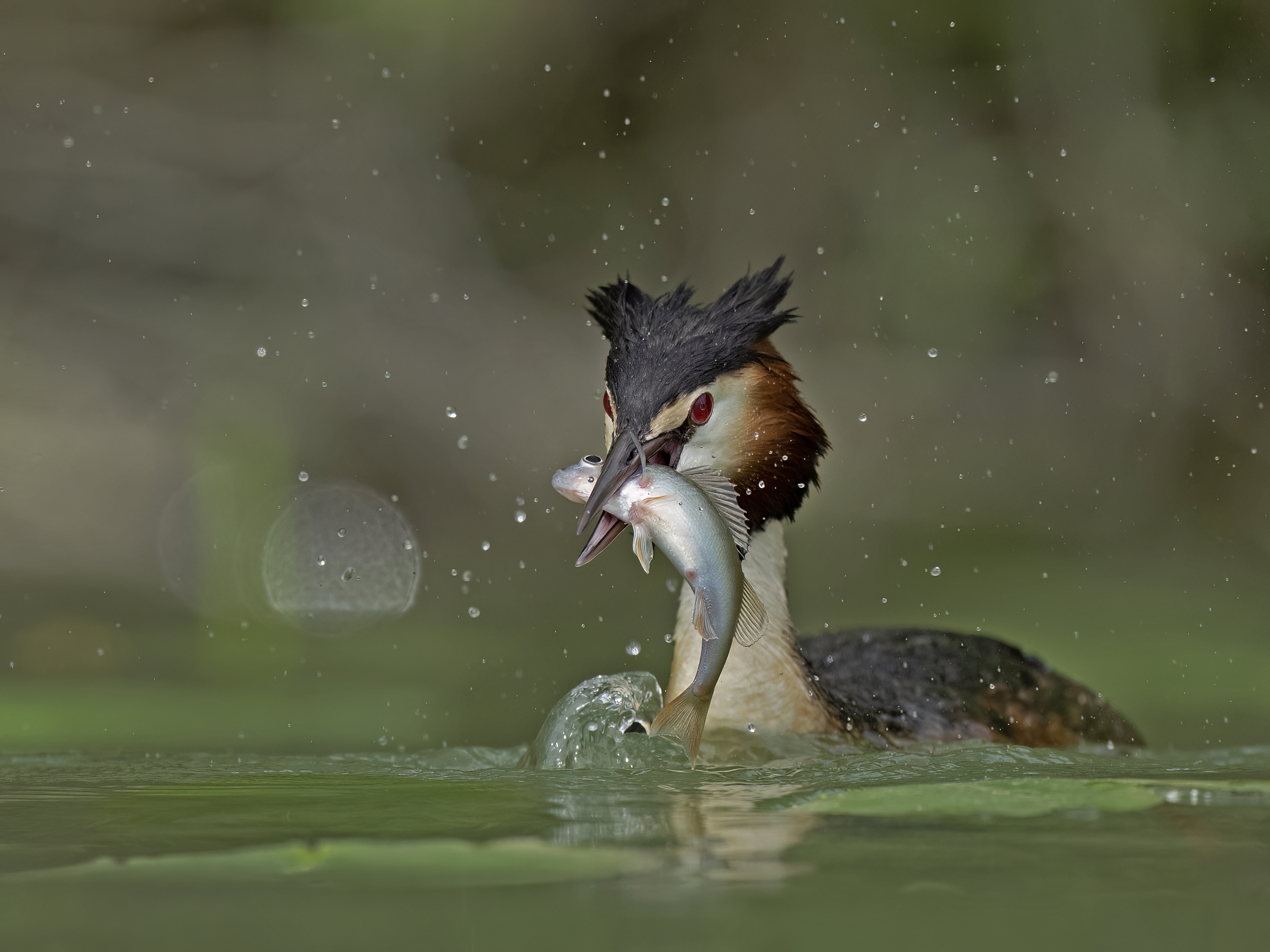 Great grebe with prey