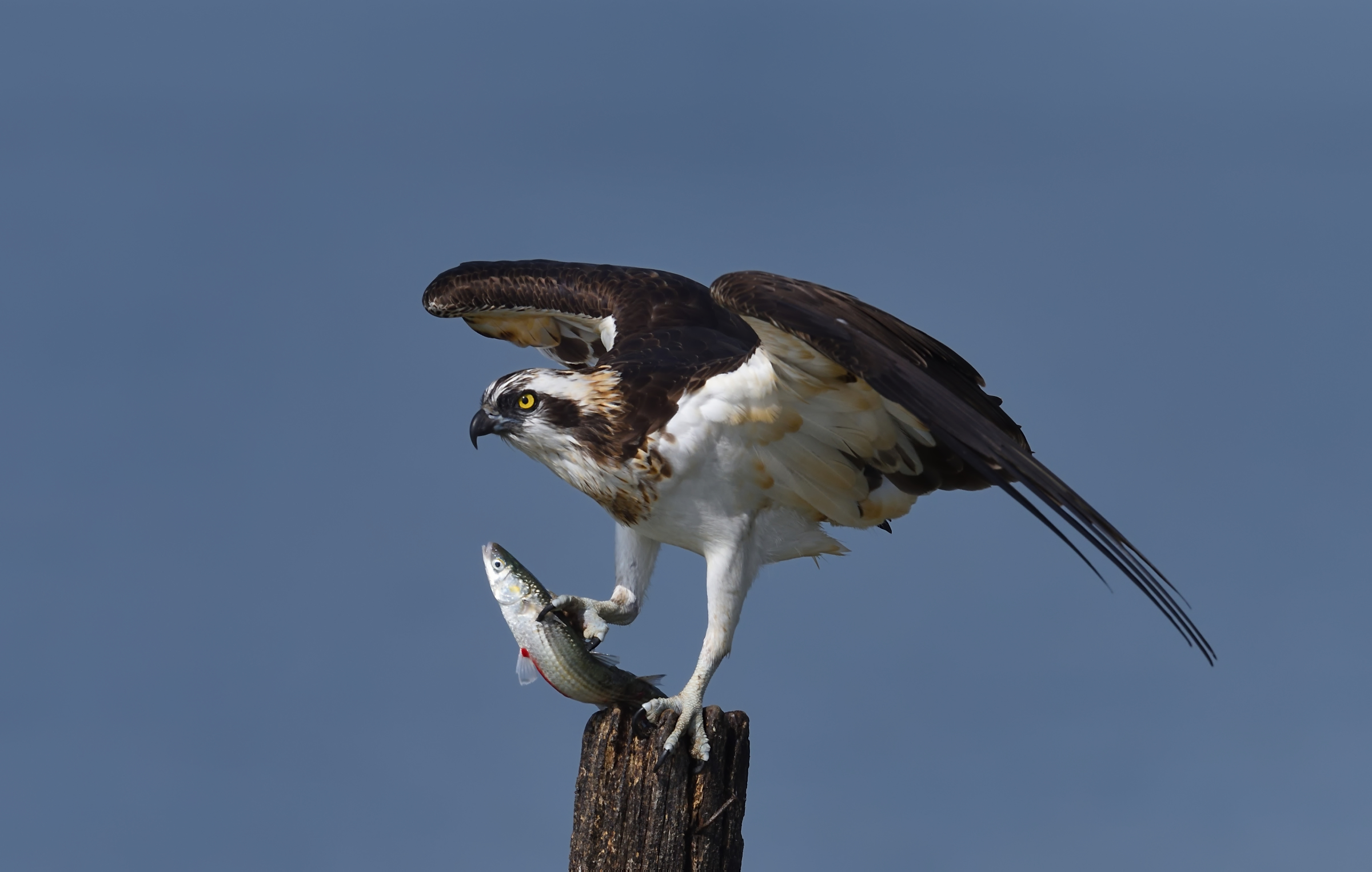 Osprey with prey