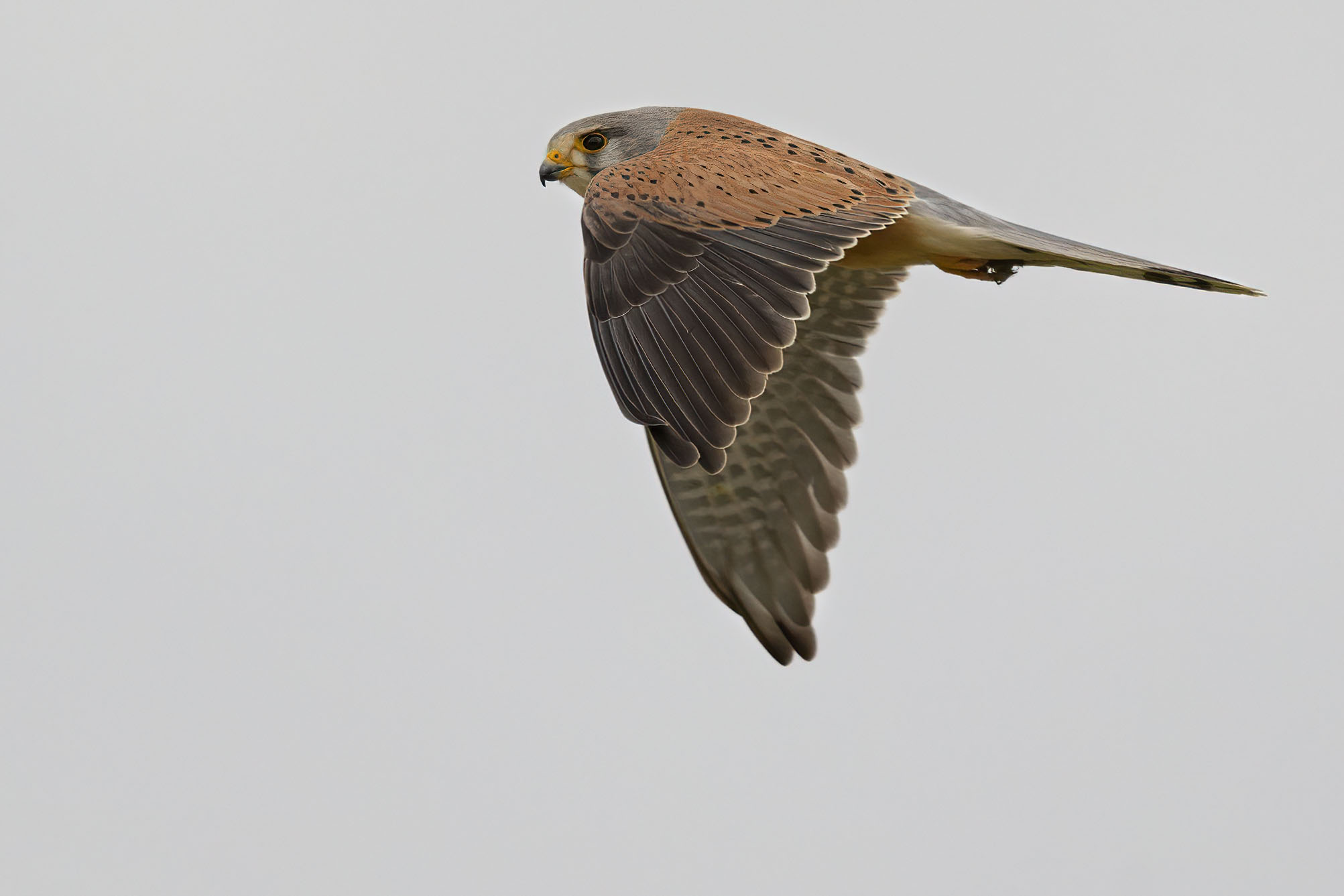 Gheppio tra le nuvole