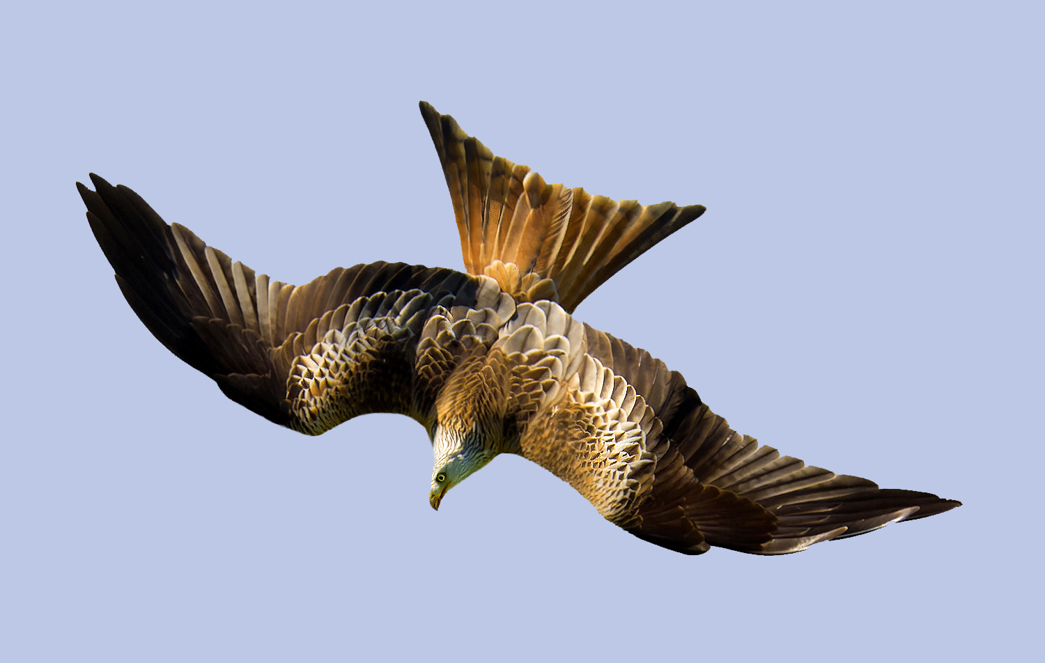 Red Kite
