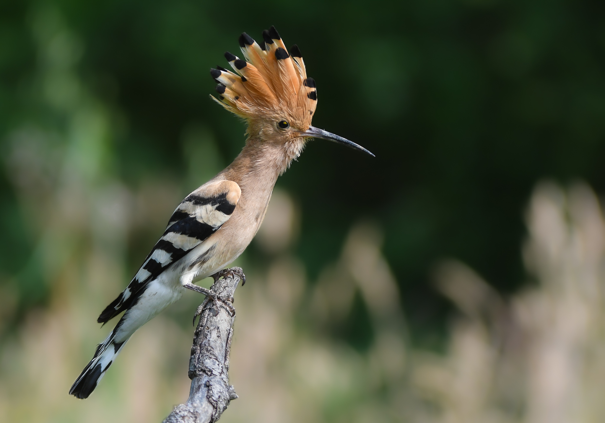 L'upupa ama i luoghi secchi,alberati, caldi e assolati