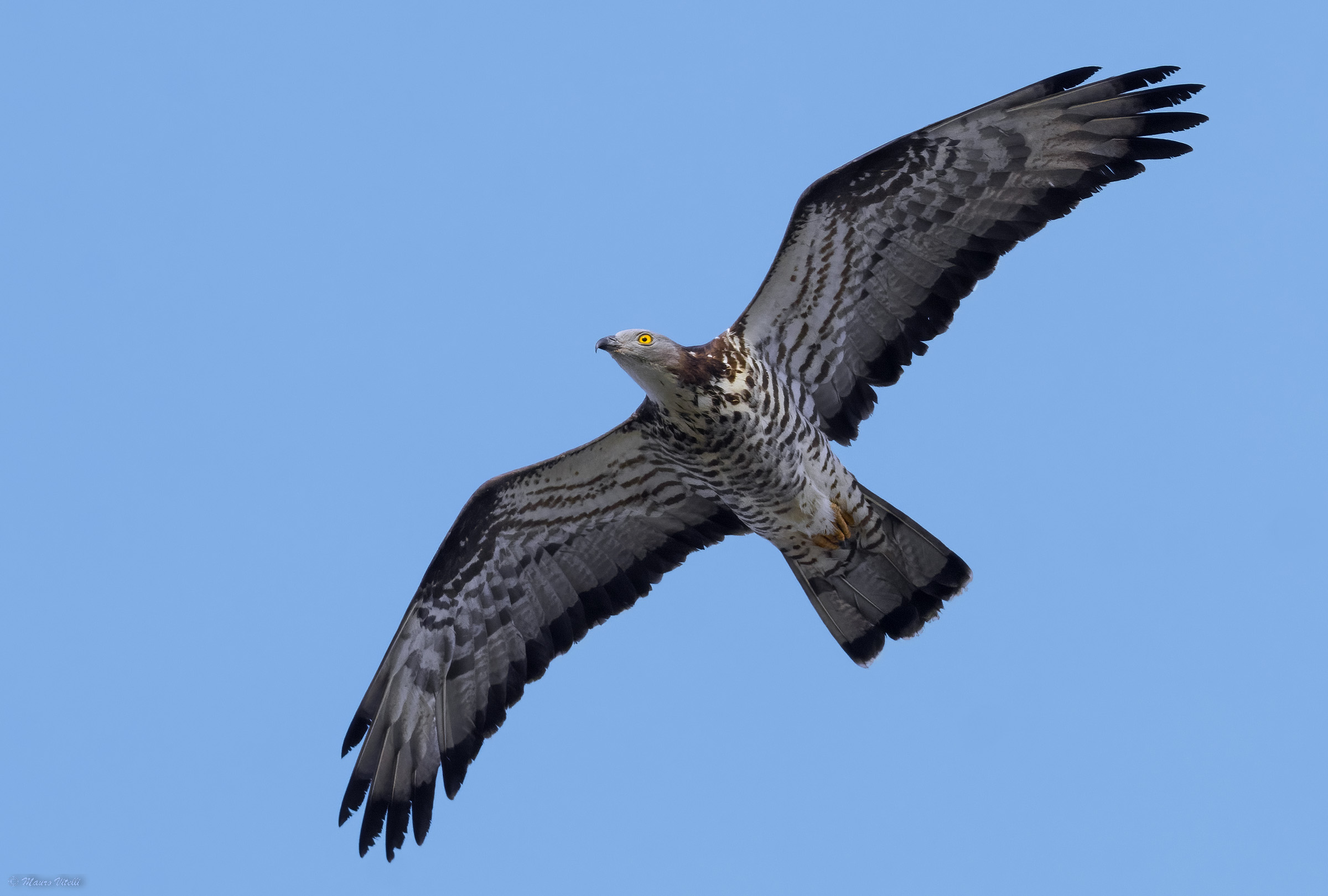 Honey buzzard (Pernis apivorus)