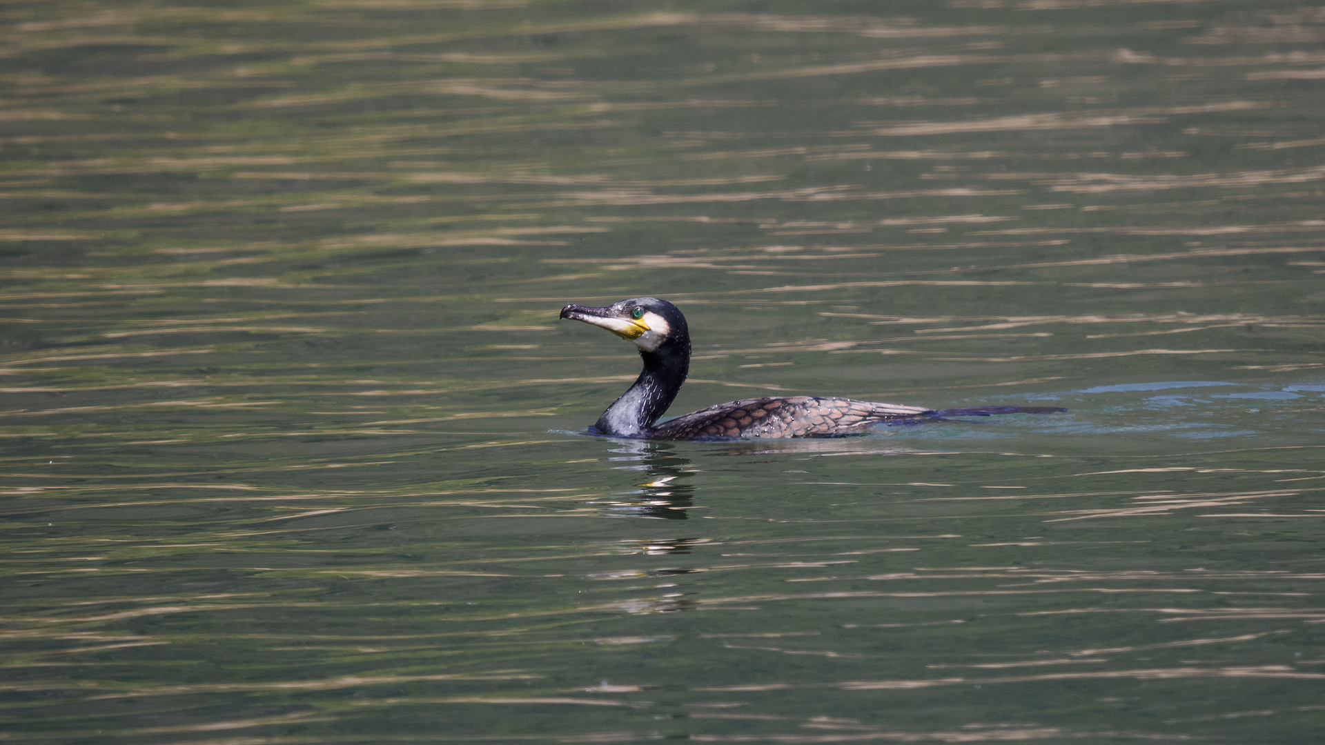 Cormorant