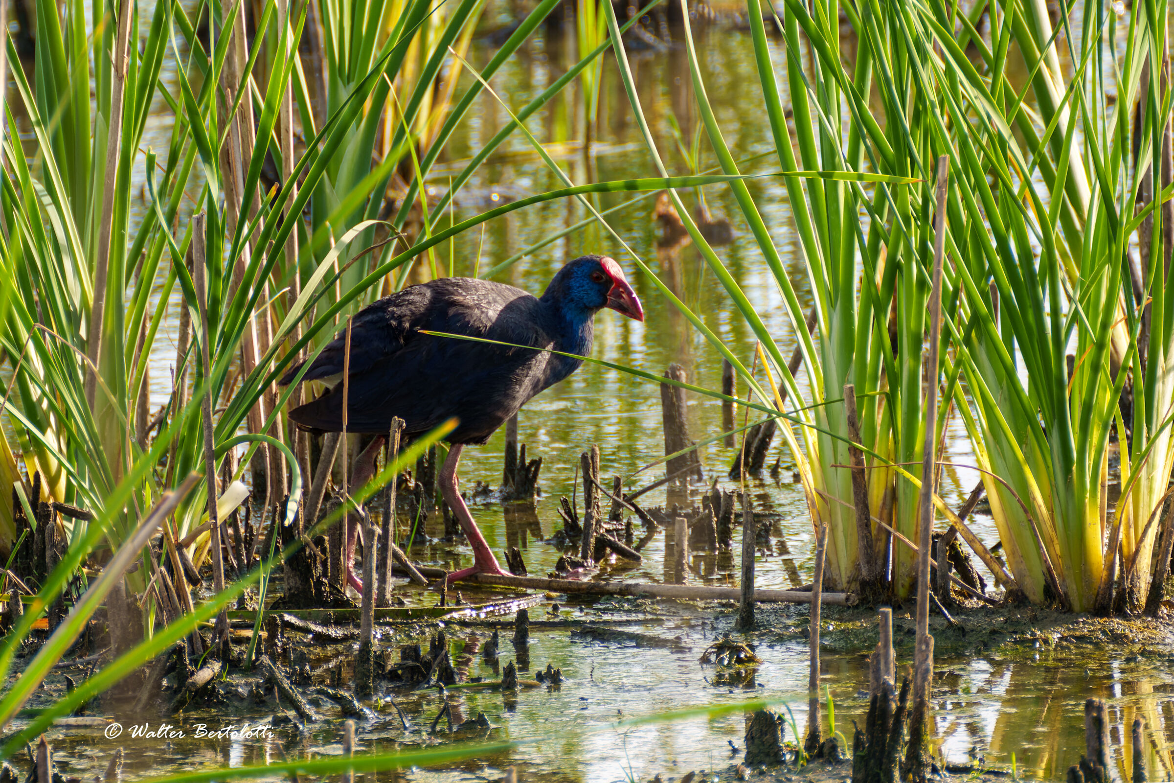 The Sultan in the Reeds