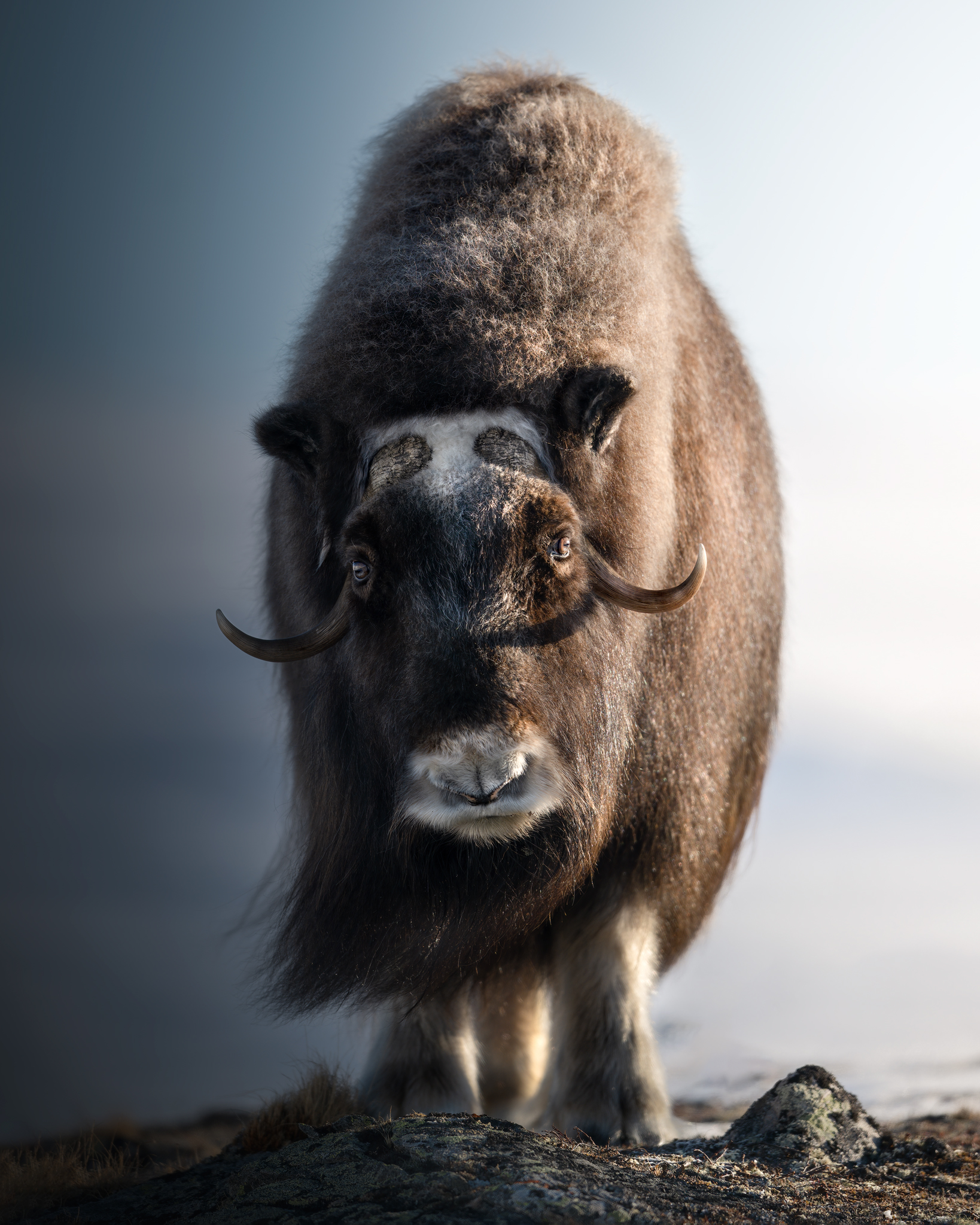The musk ox