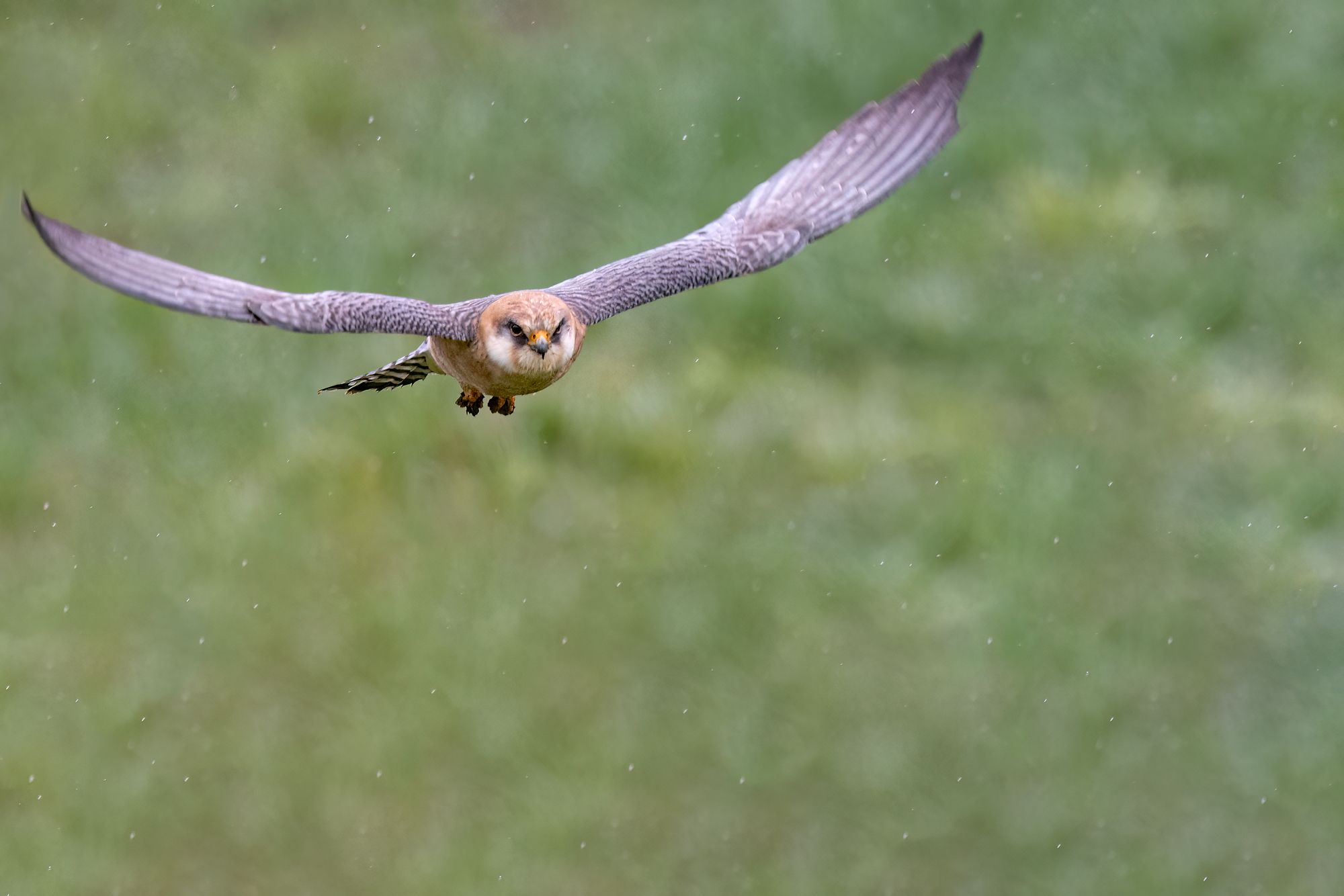 Falco Cuculo