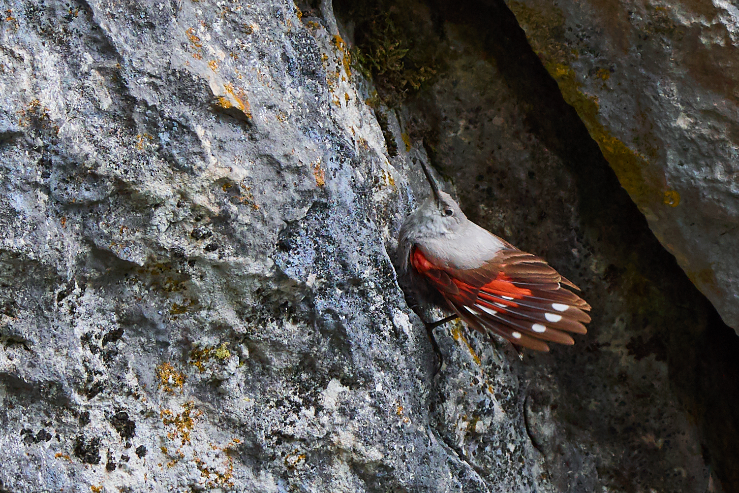 Wall Creeper ( Trichodroma murarka )
