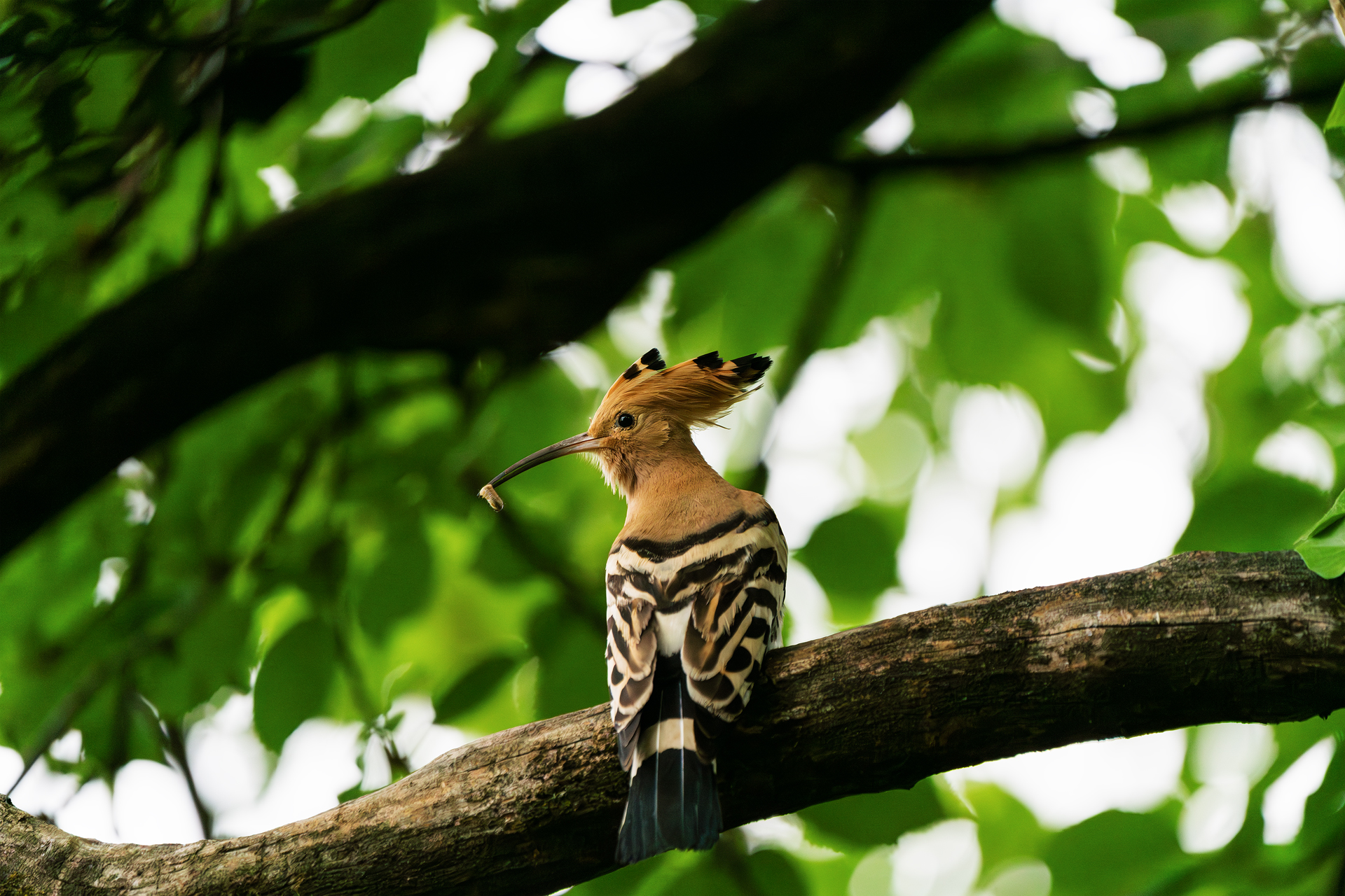 Hoopoe