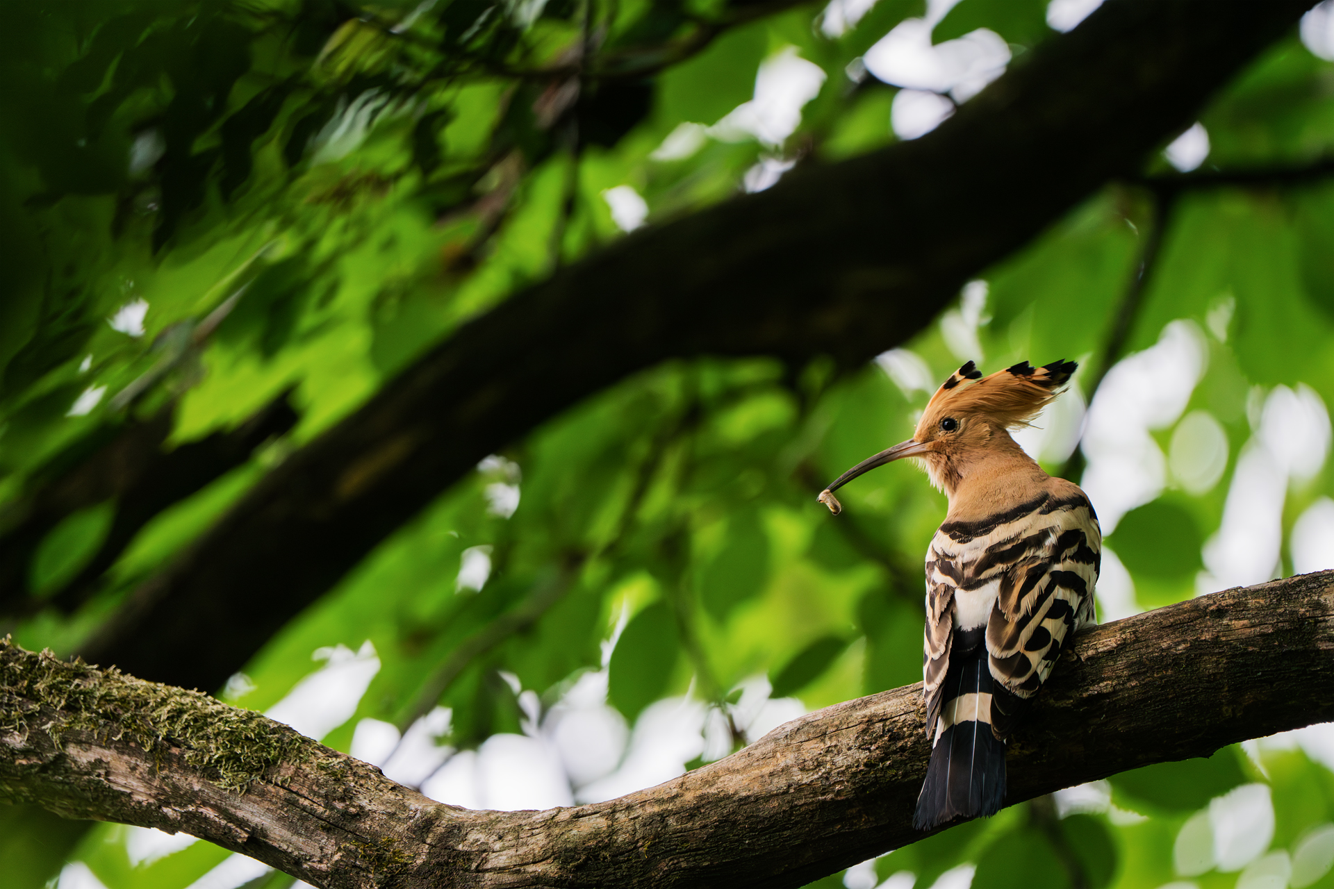 Hoopoe