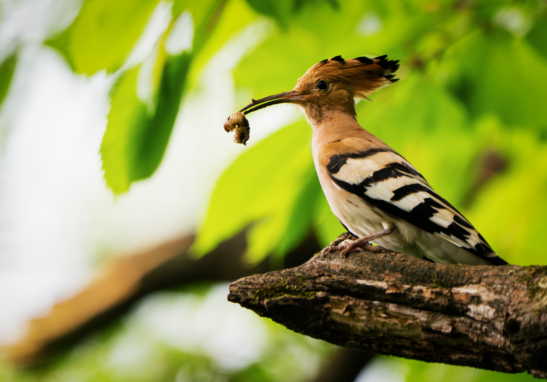 Hoopoe