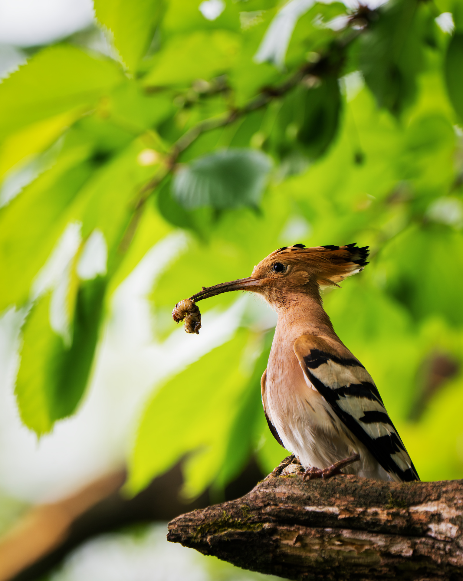 Hoopoe