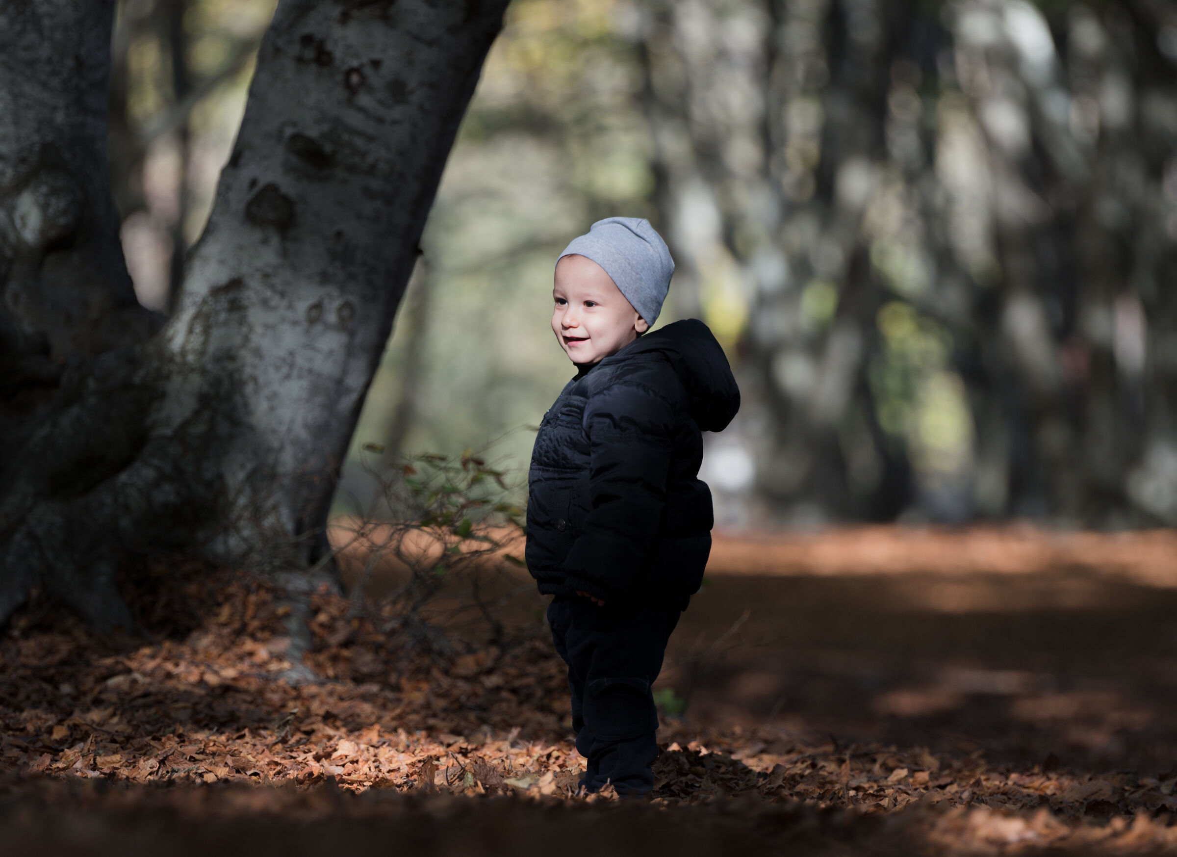 Fasci di luce nel sottobosco