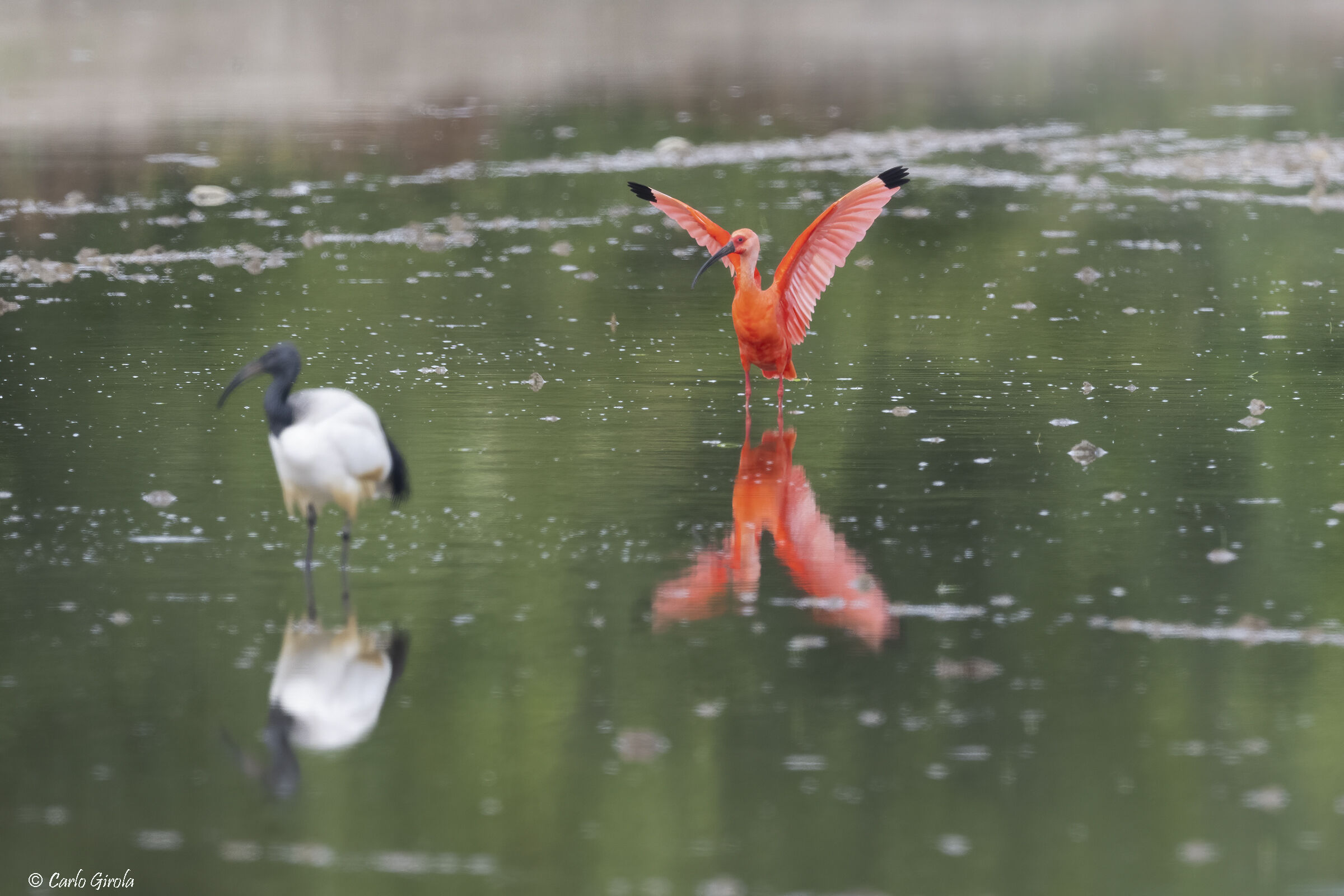 Ibis scarlatto (Eudocimus ruber)