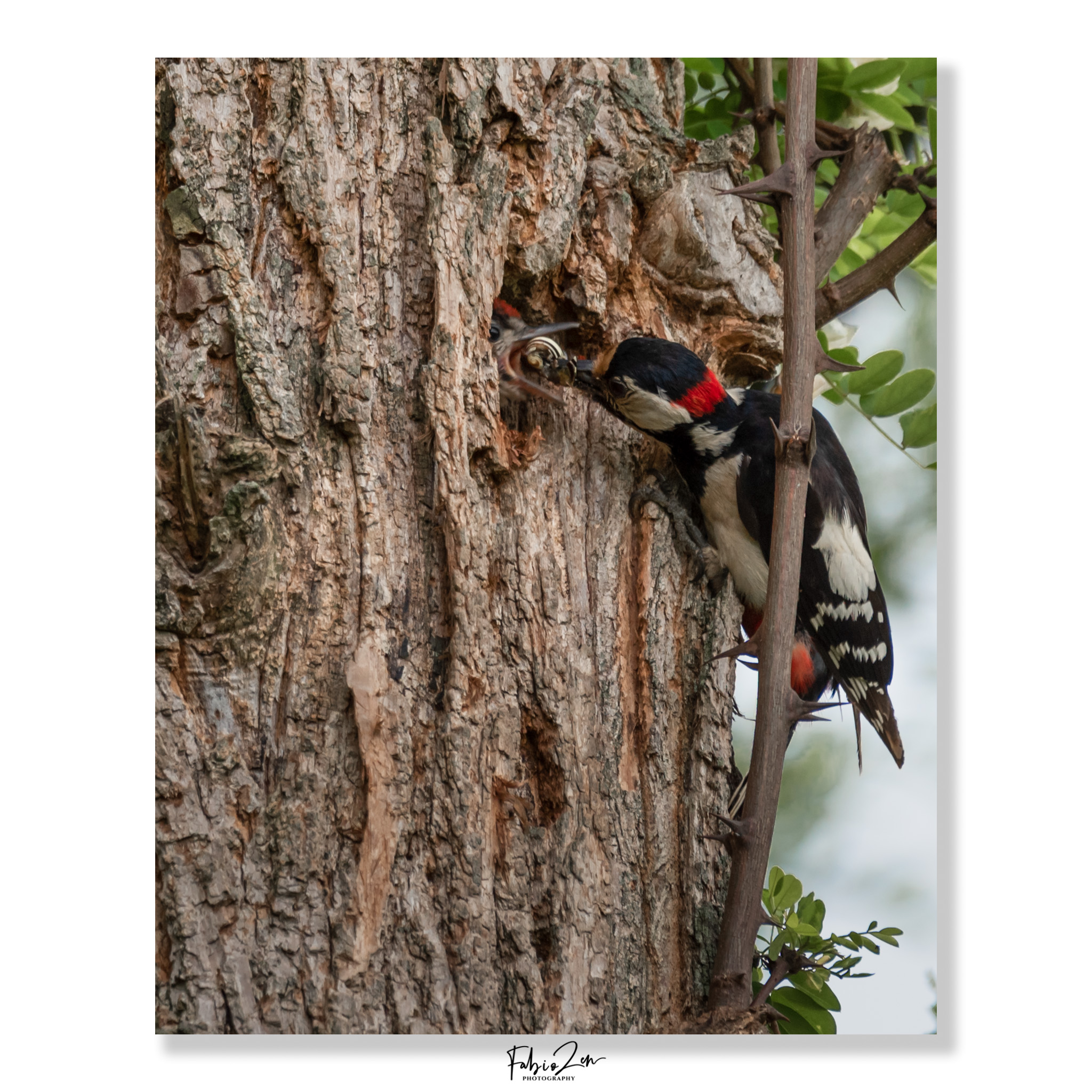 Great spotted woodpecker