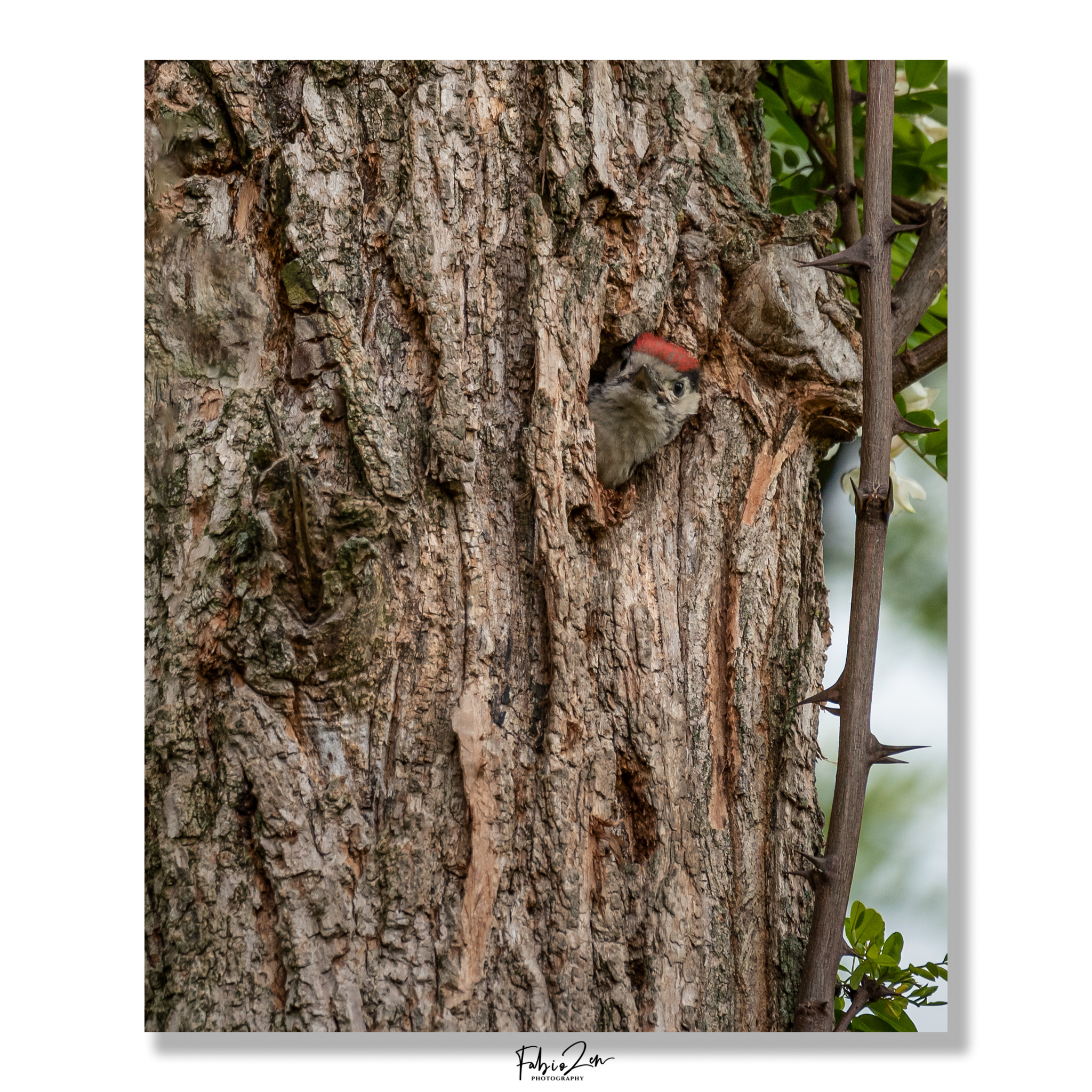 Small woodpecker