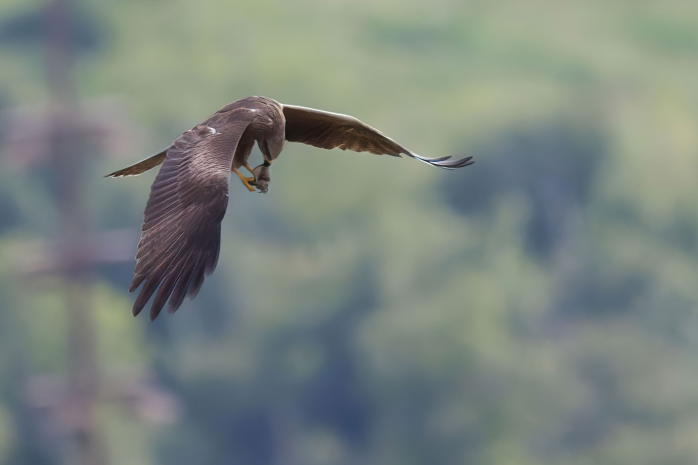 Quando mangiare una cosa al volo non è un modo di dir...
