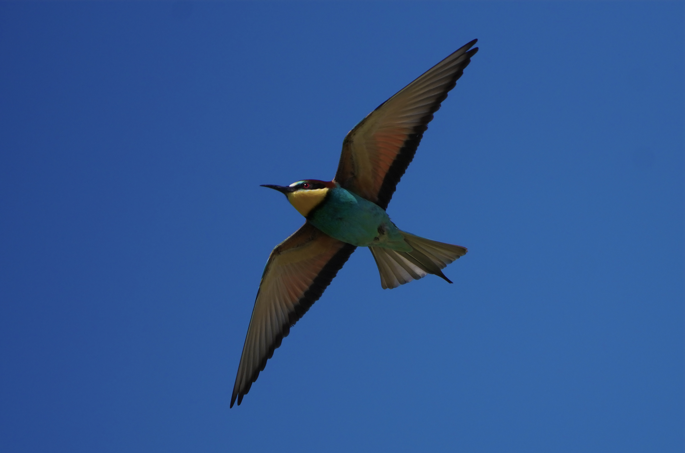 Bee-eater3