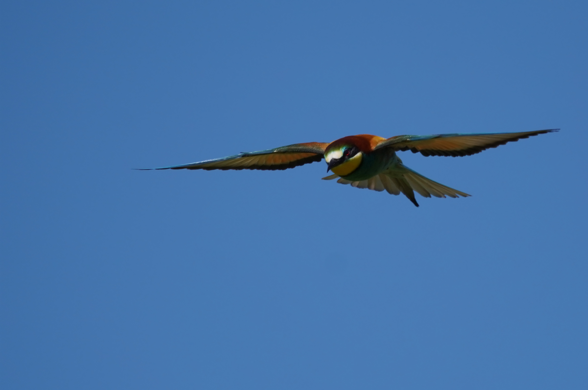 Bee-eater4