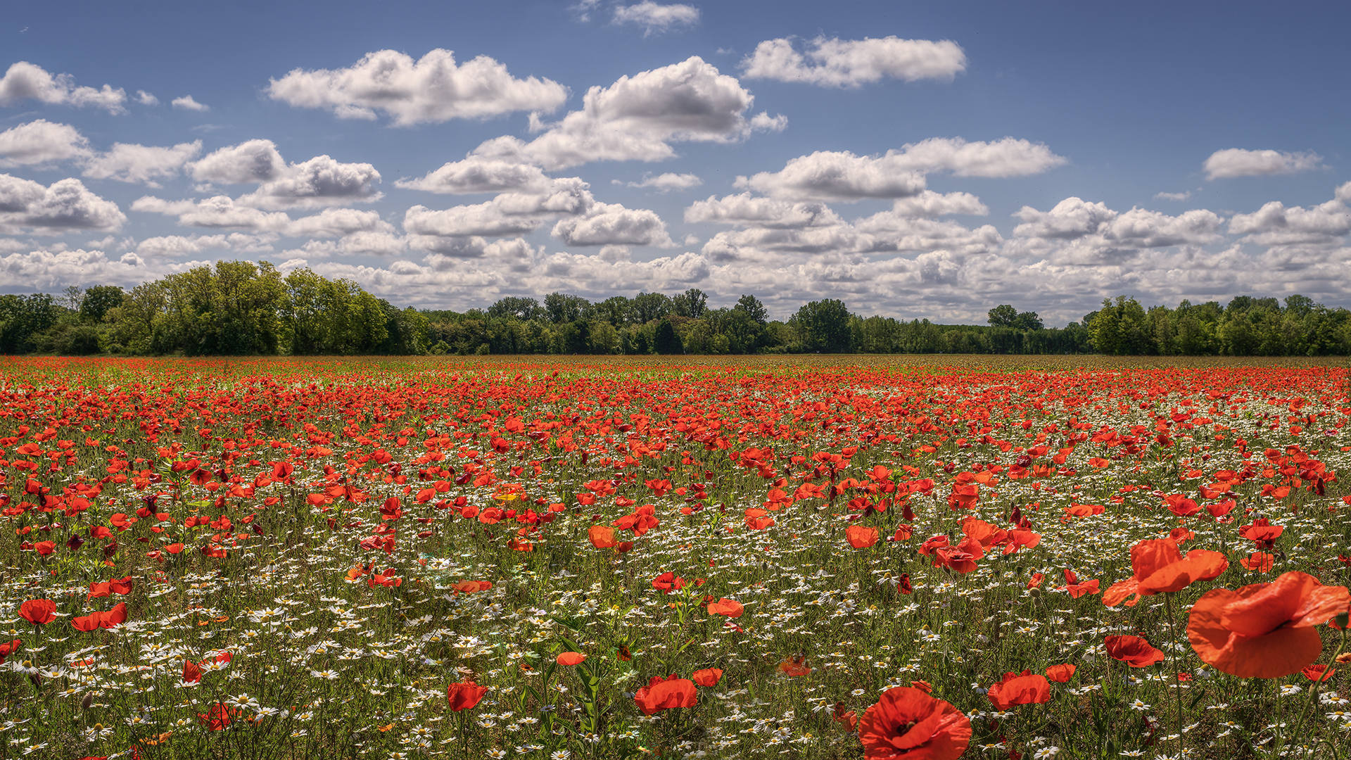 Clouds and poppies