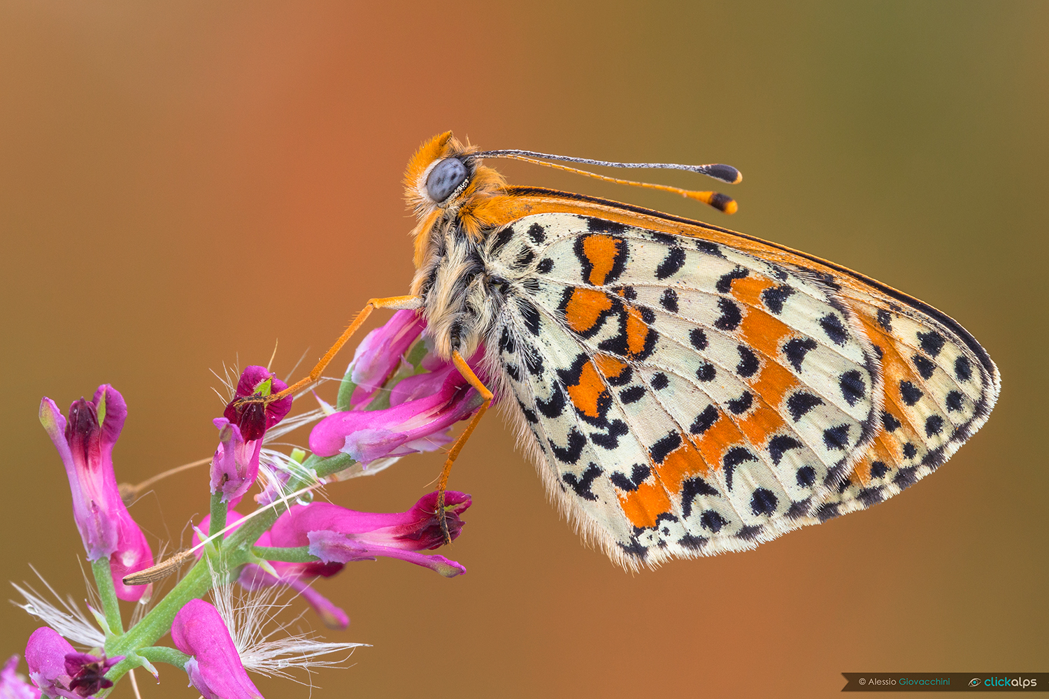 Melitaea didyma