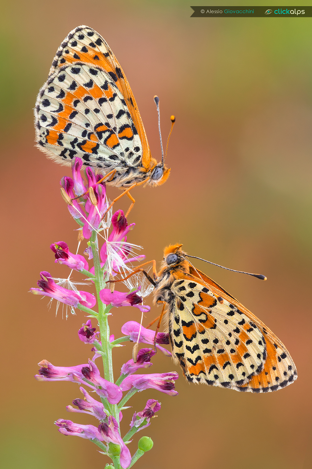 Melitaea didyma