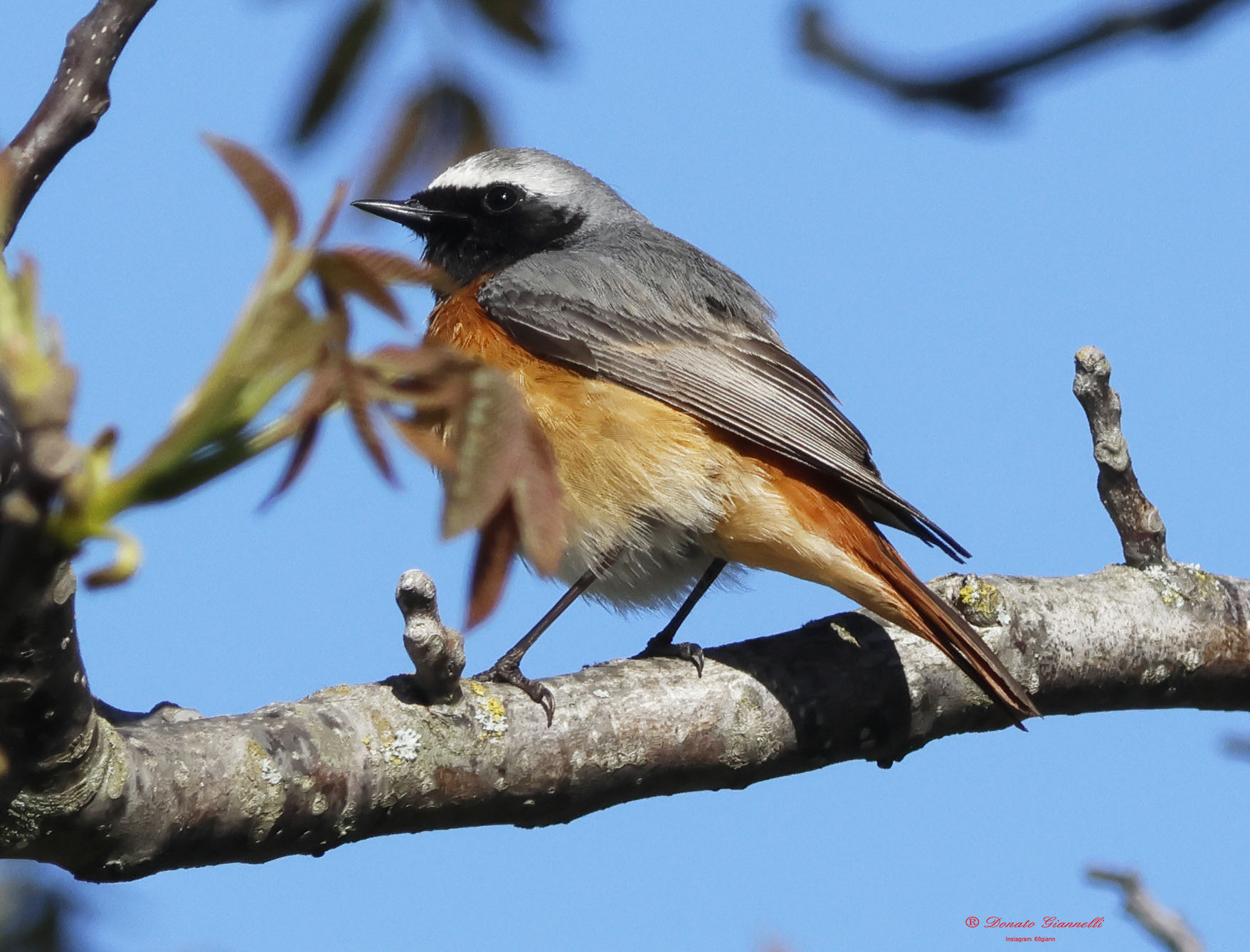 Redstart