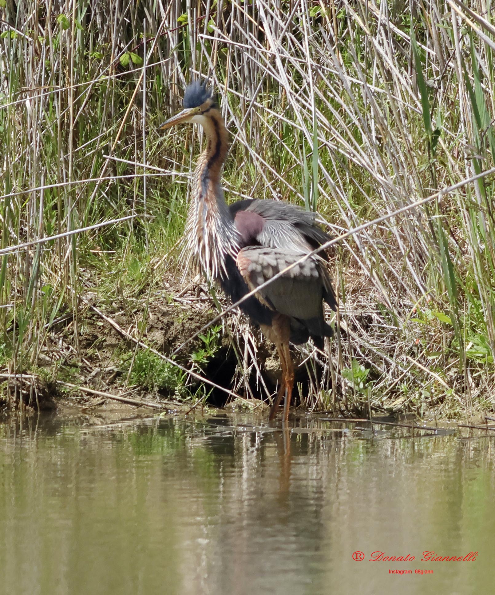 Purple heron