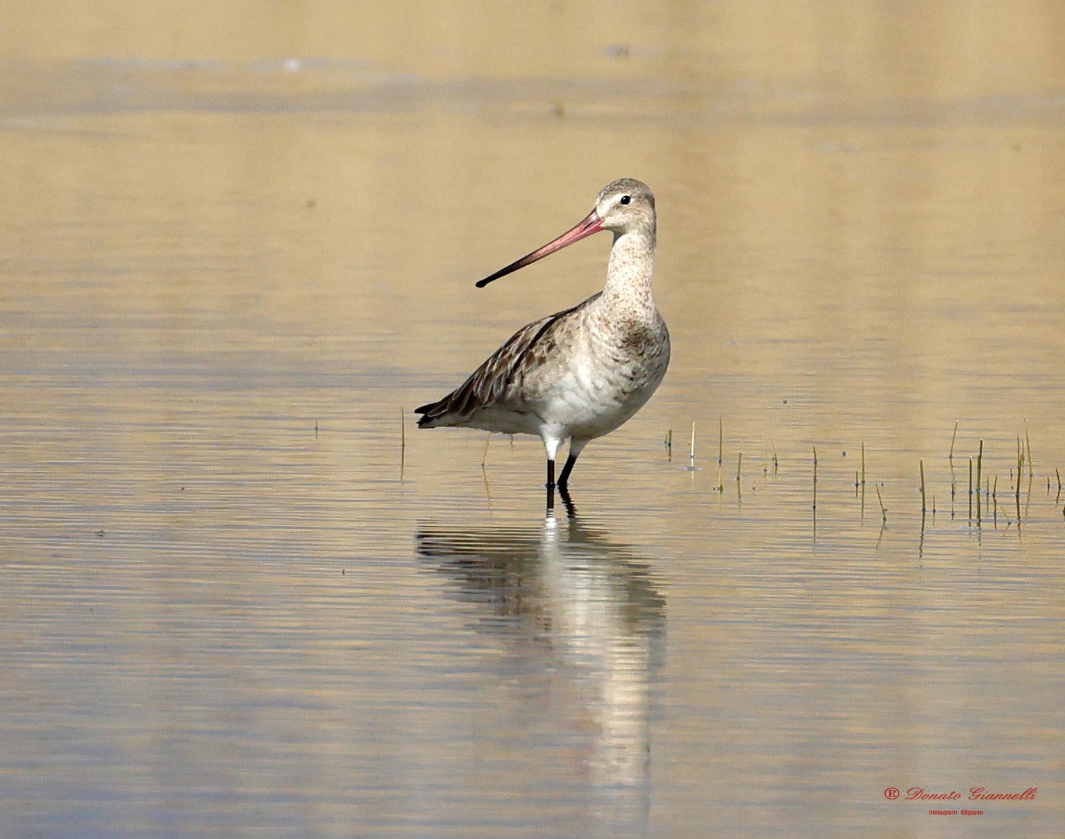 Pittima reale parco della piana Sesto F.no Fi