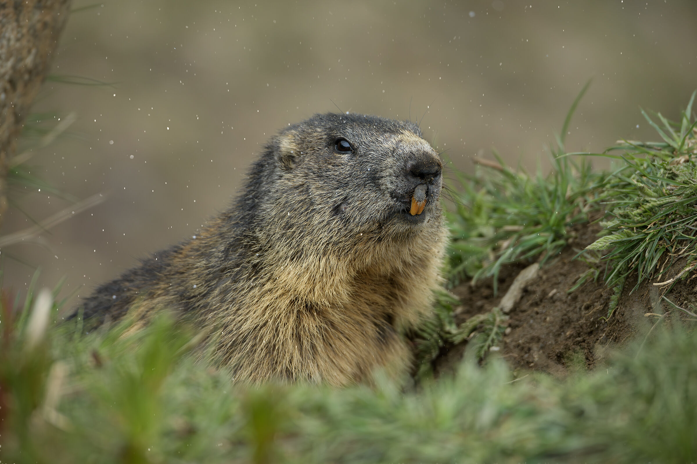 Curious marmot!