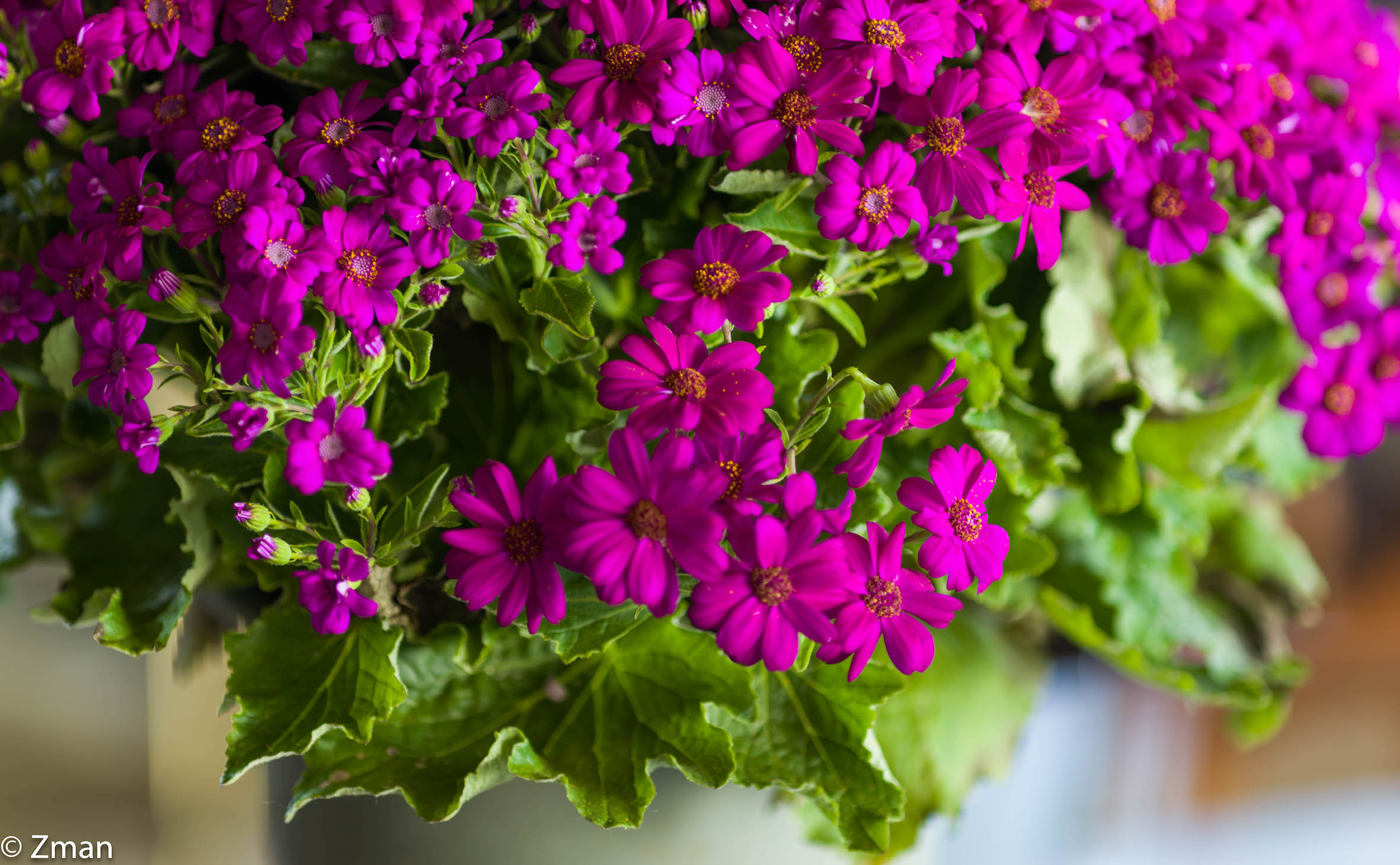 Buona festa della mamma