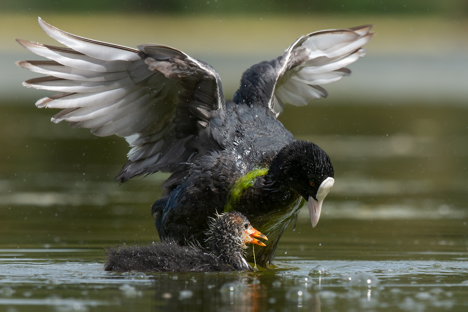 Folaga (adulto con pullo)