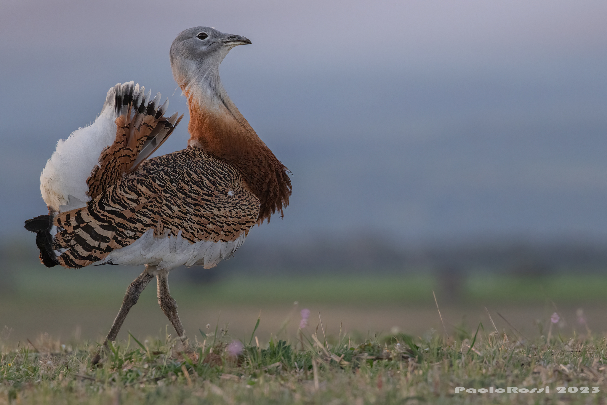 Bustard...