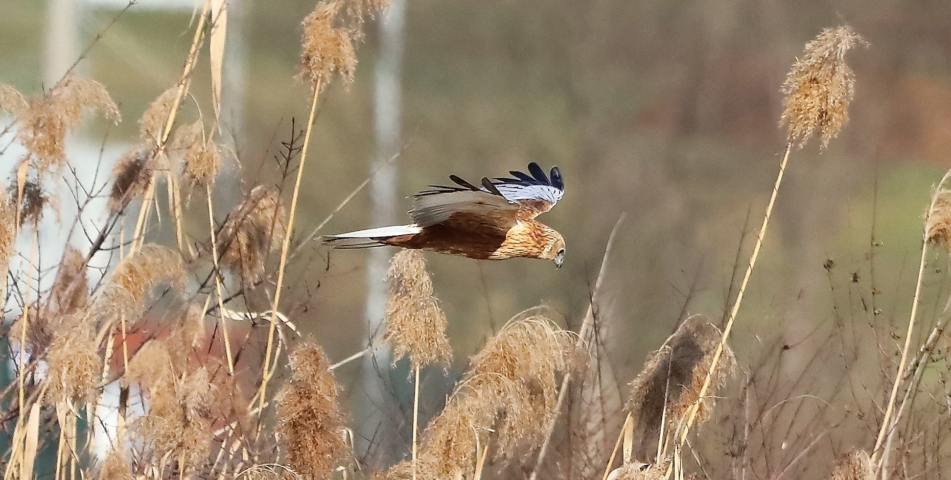 Falco di palude 03-02-2023