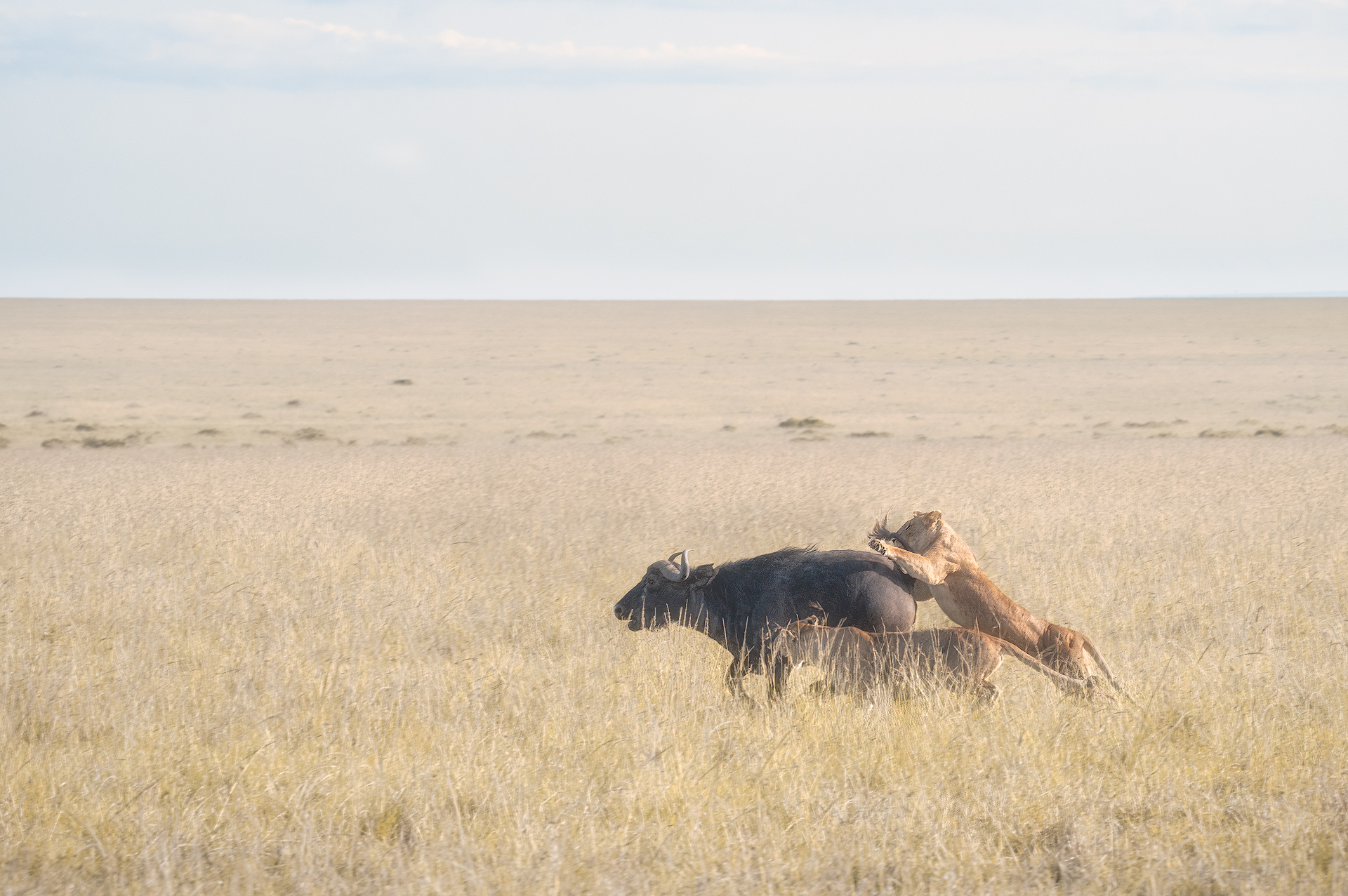 The big hunt