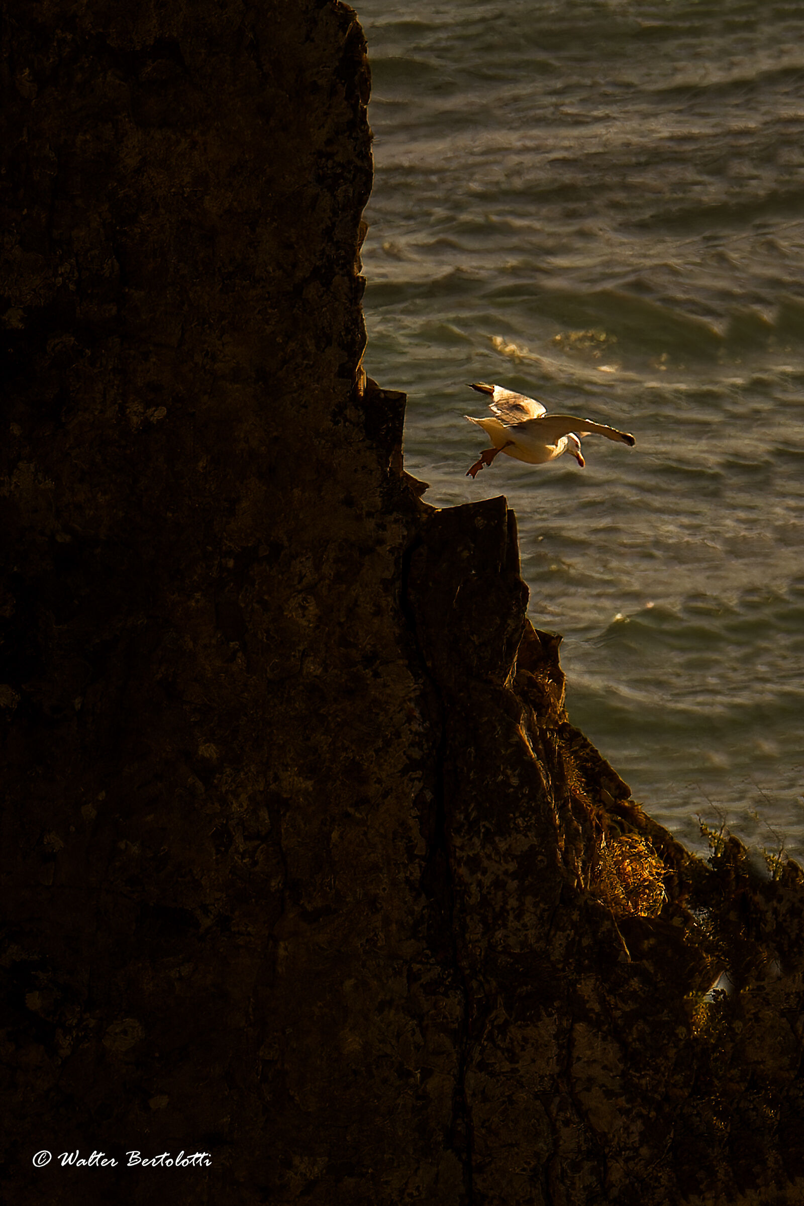 from the Portuguese cliffs