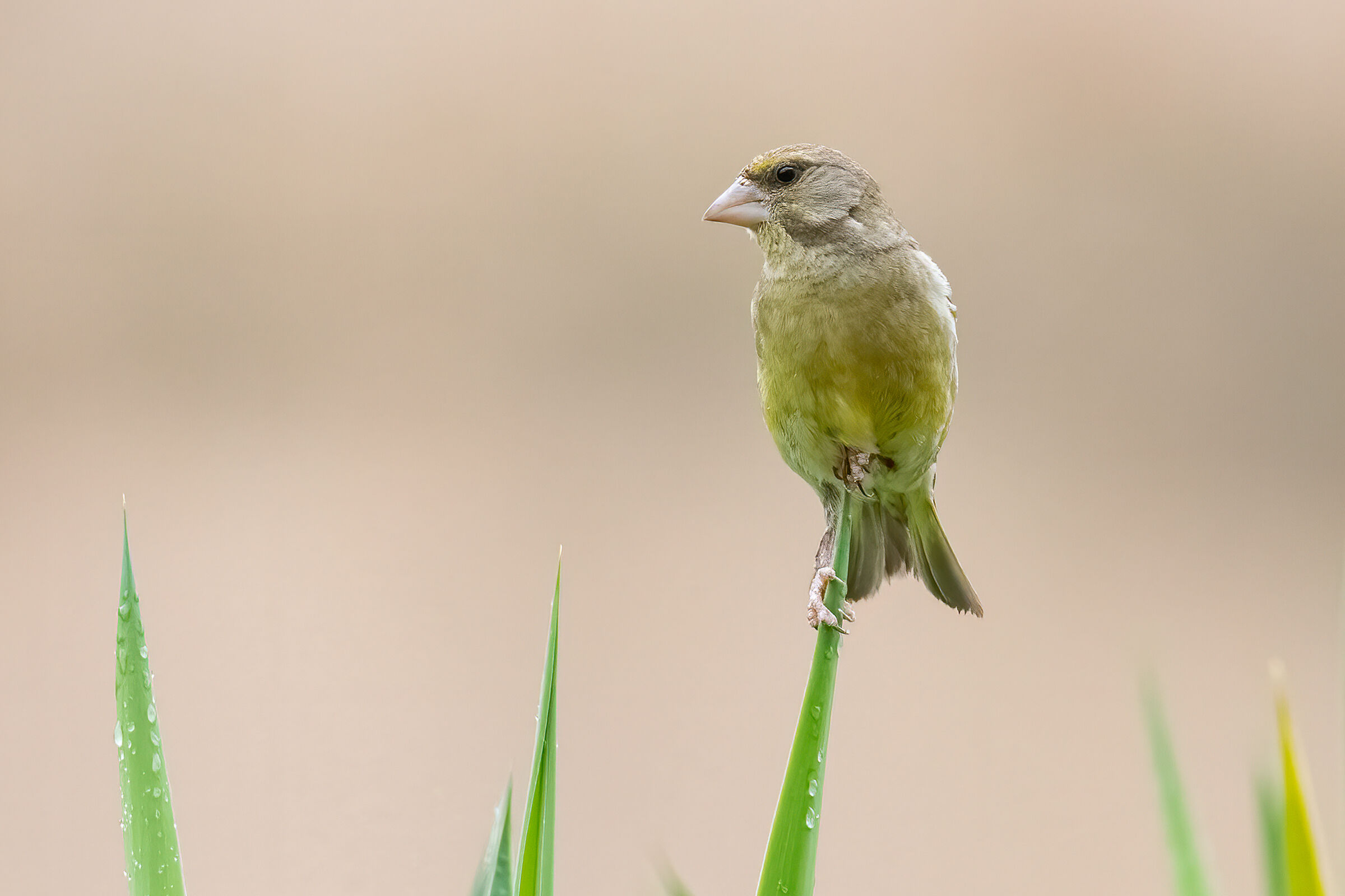 Verdone(Chloris chloris)
