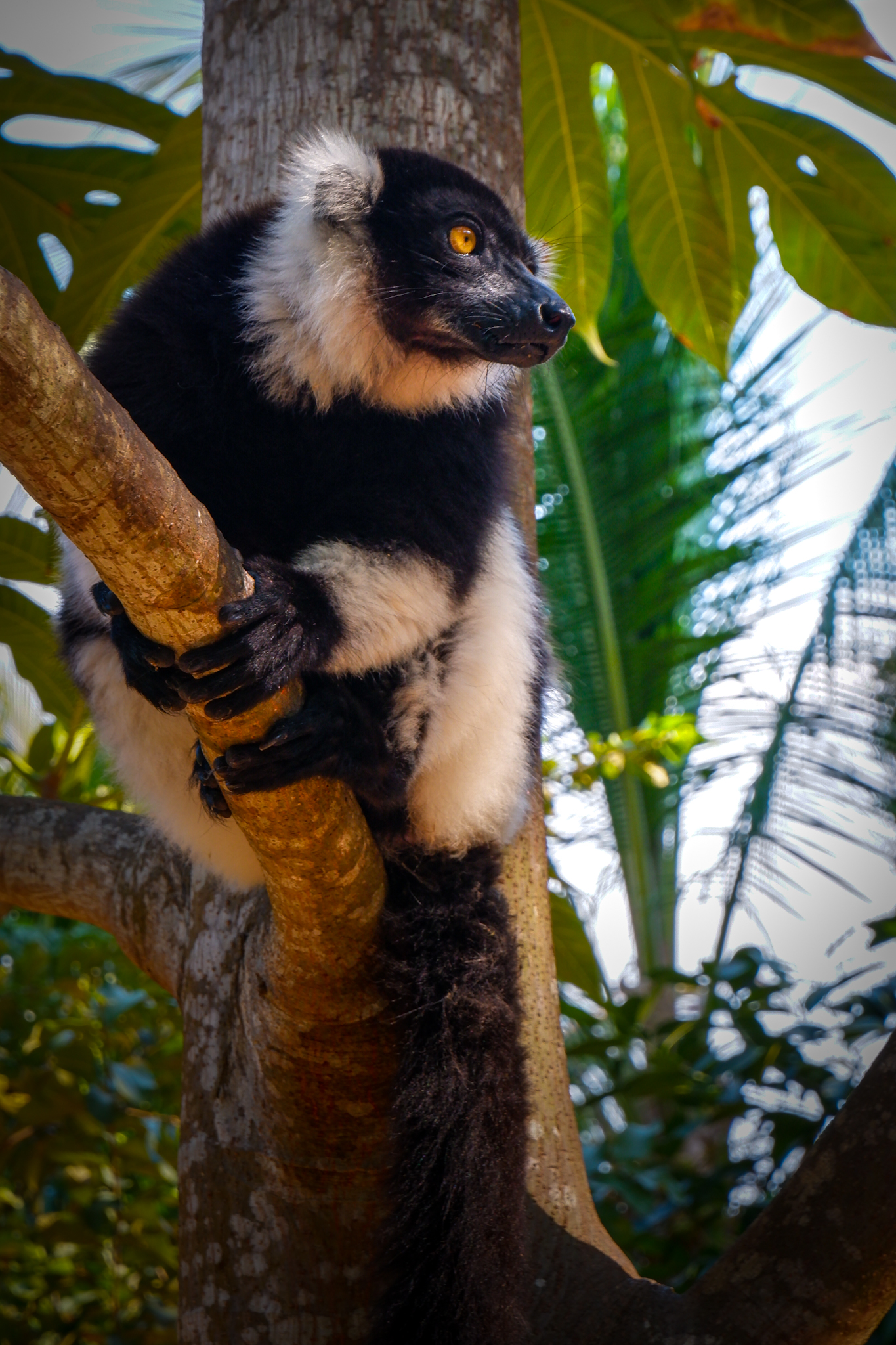 Madagascar