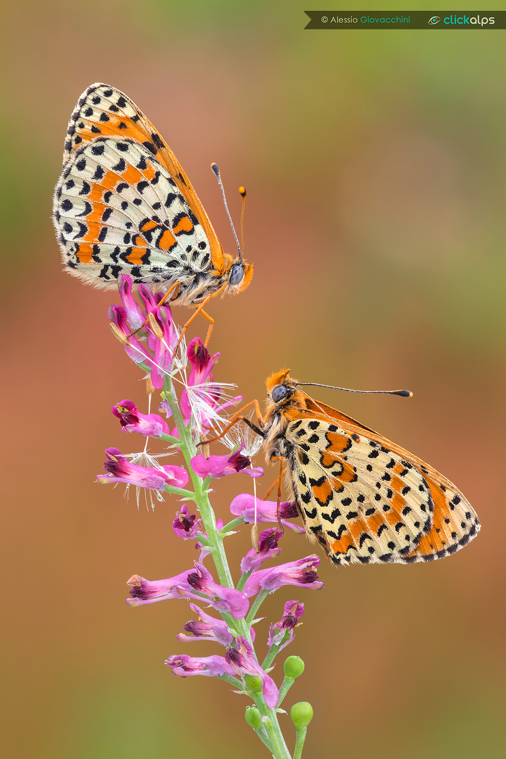 Melitaea didyma