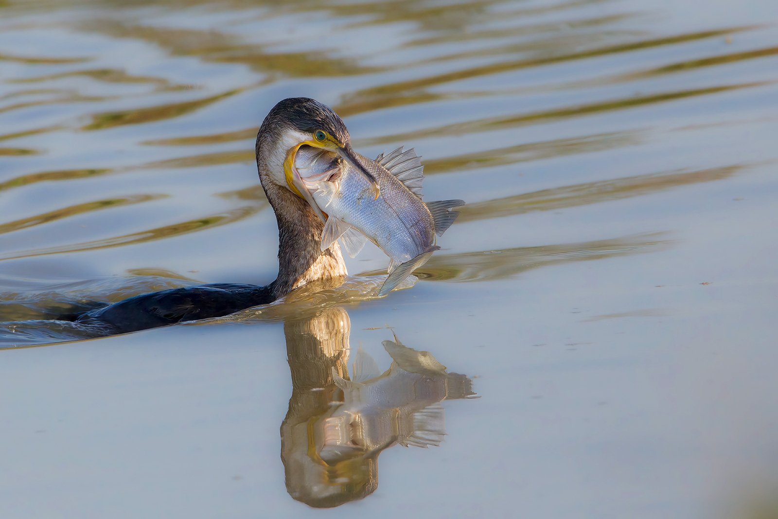 Cormorant breakfast