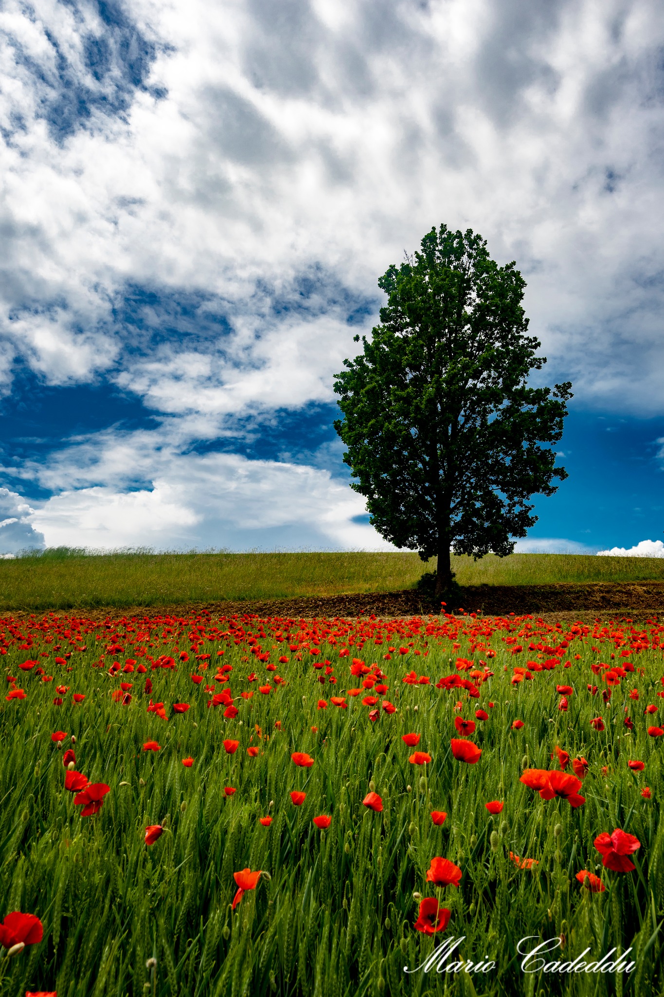 Papaveri...