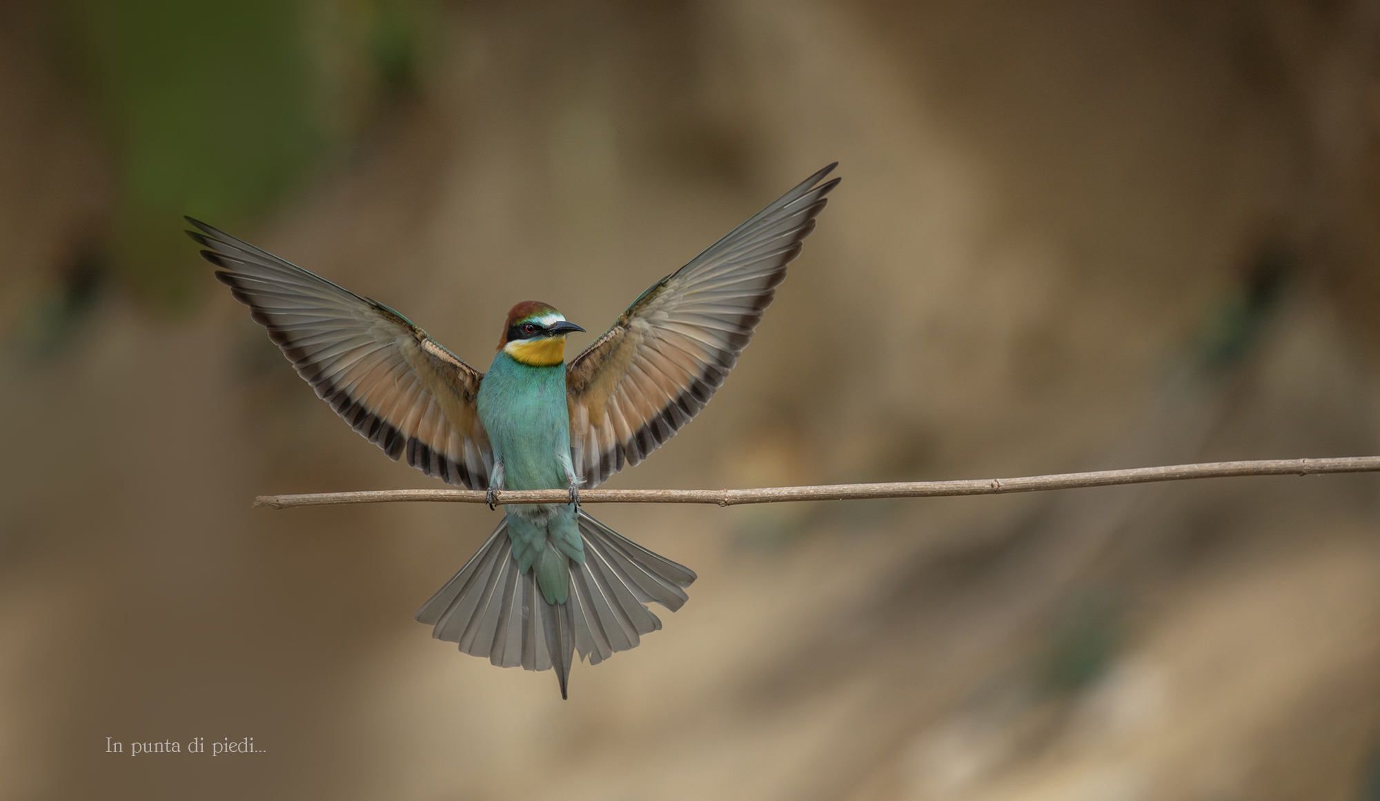 landing european bee-eater...