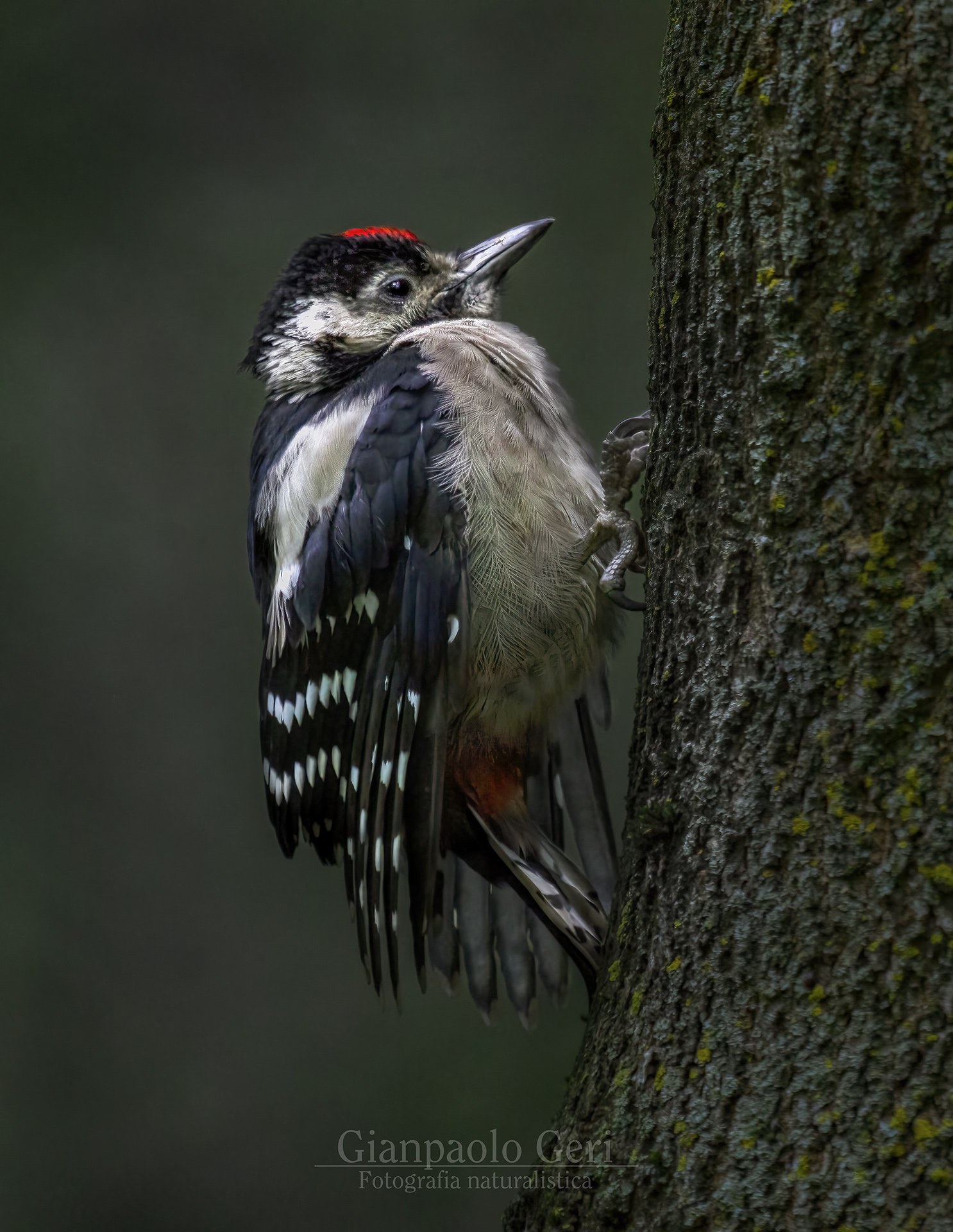 Picchio rosso maggiore juv. (Dendrocopos major)