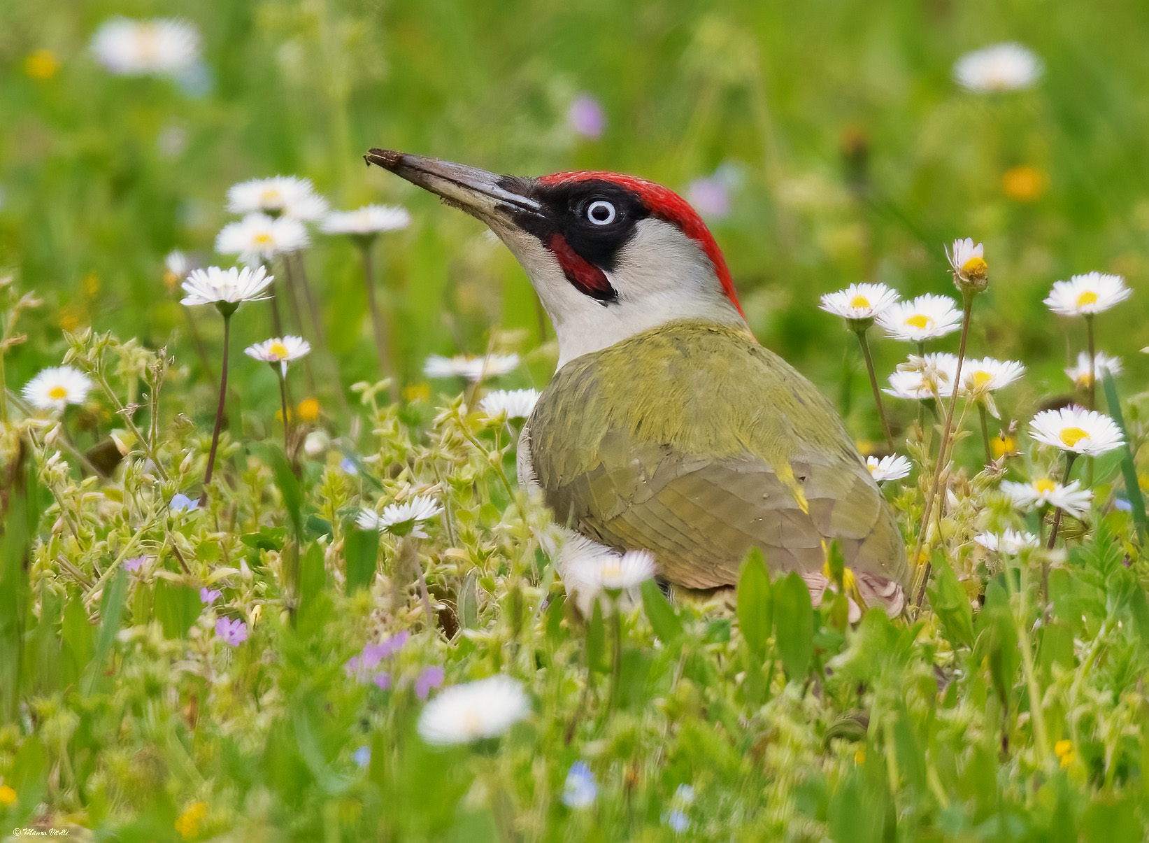 Male Green Woodpecker (Picus virdis)