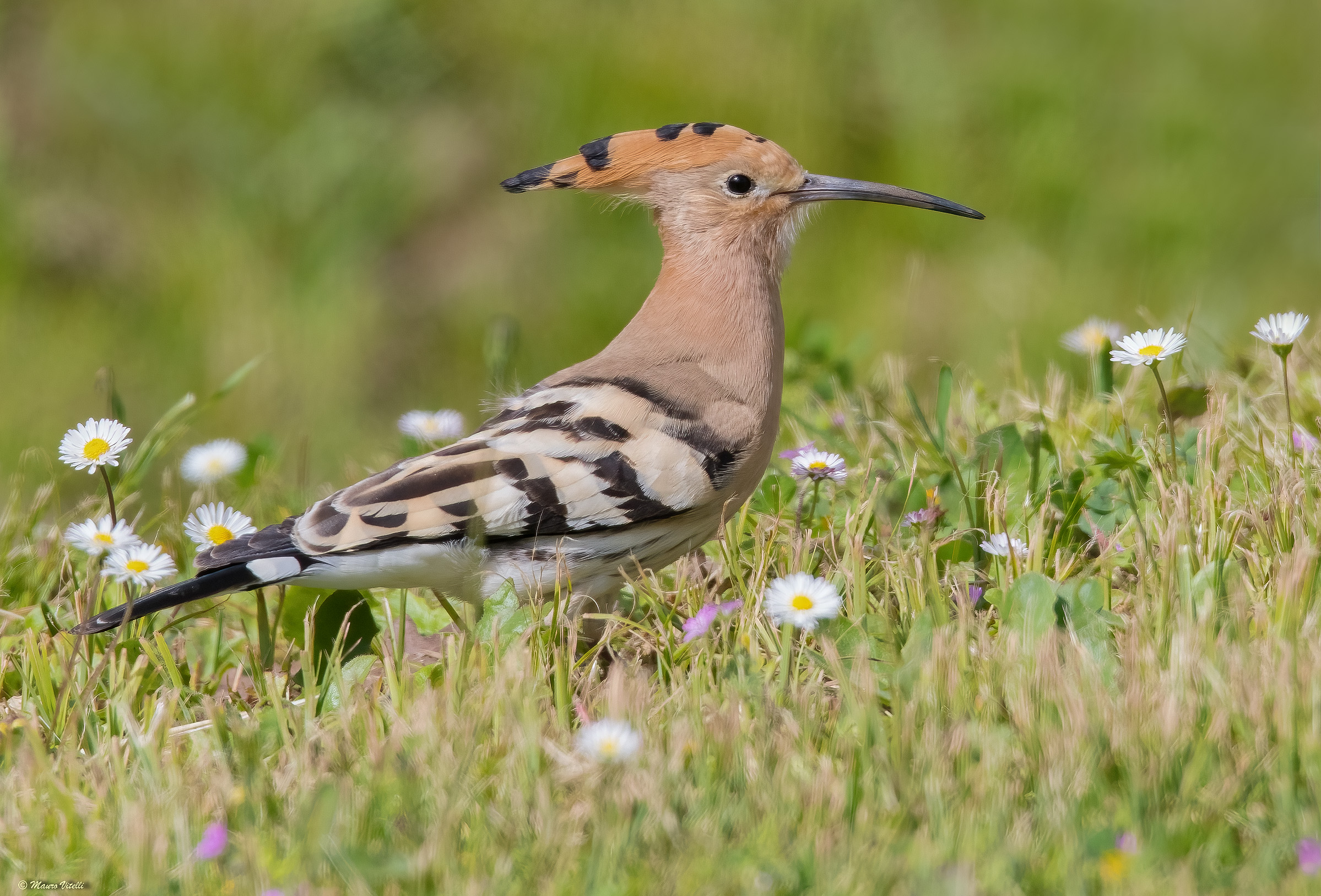 Hoopoe (Hoopoe epops)